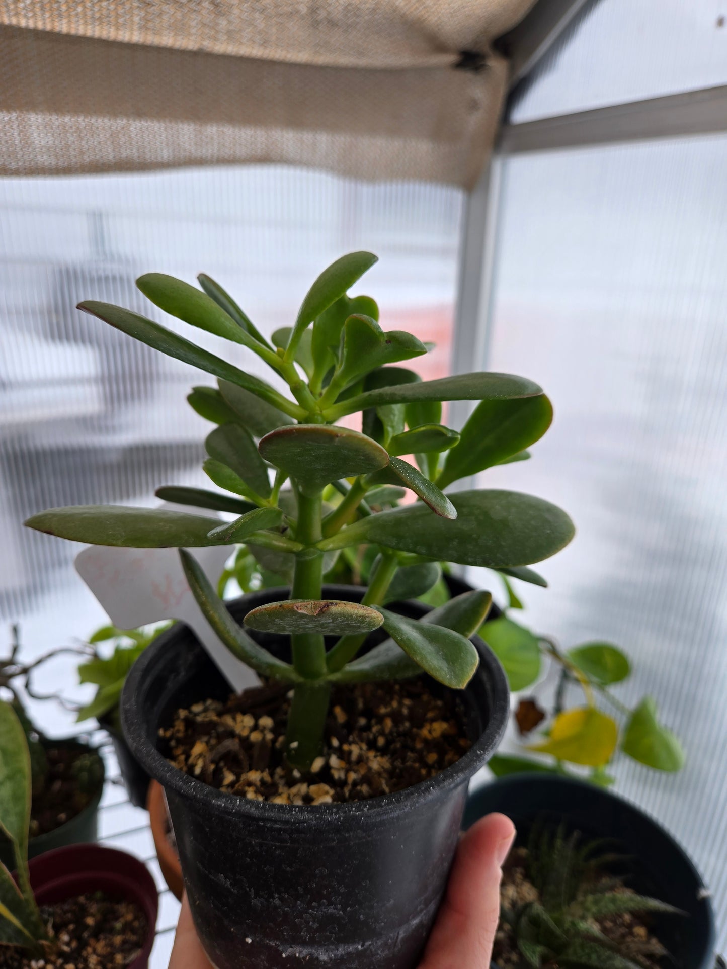 Jade plant