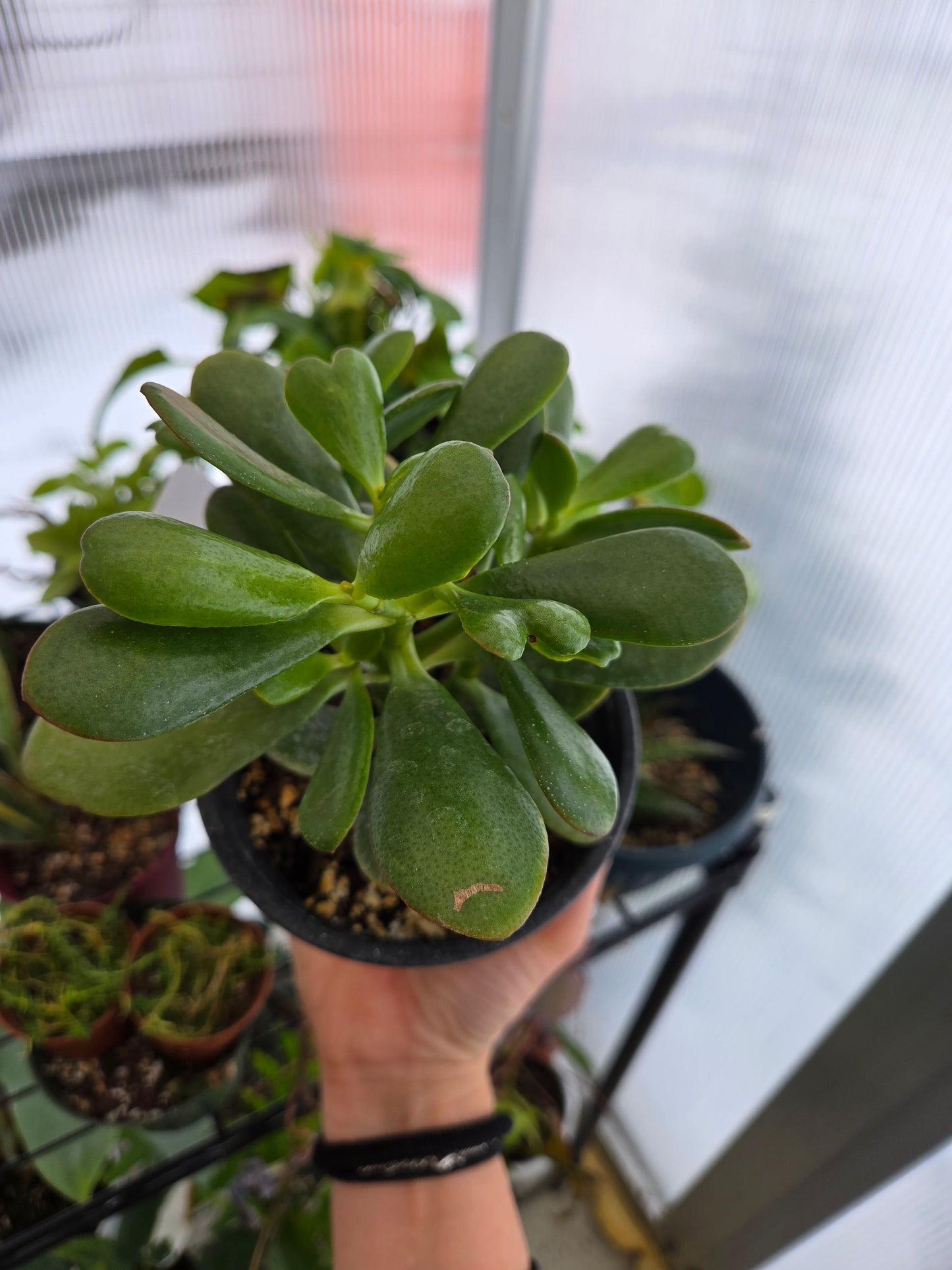 Jade plant