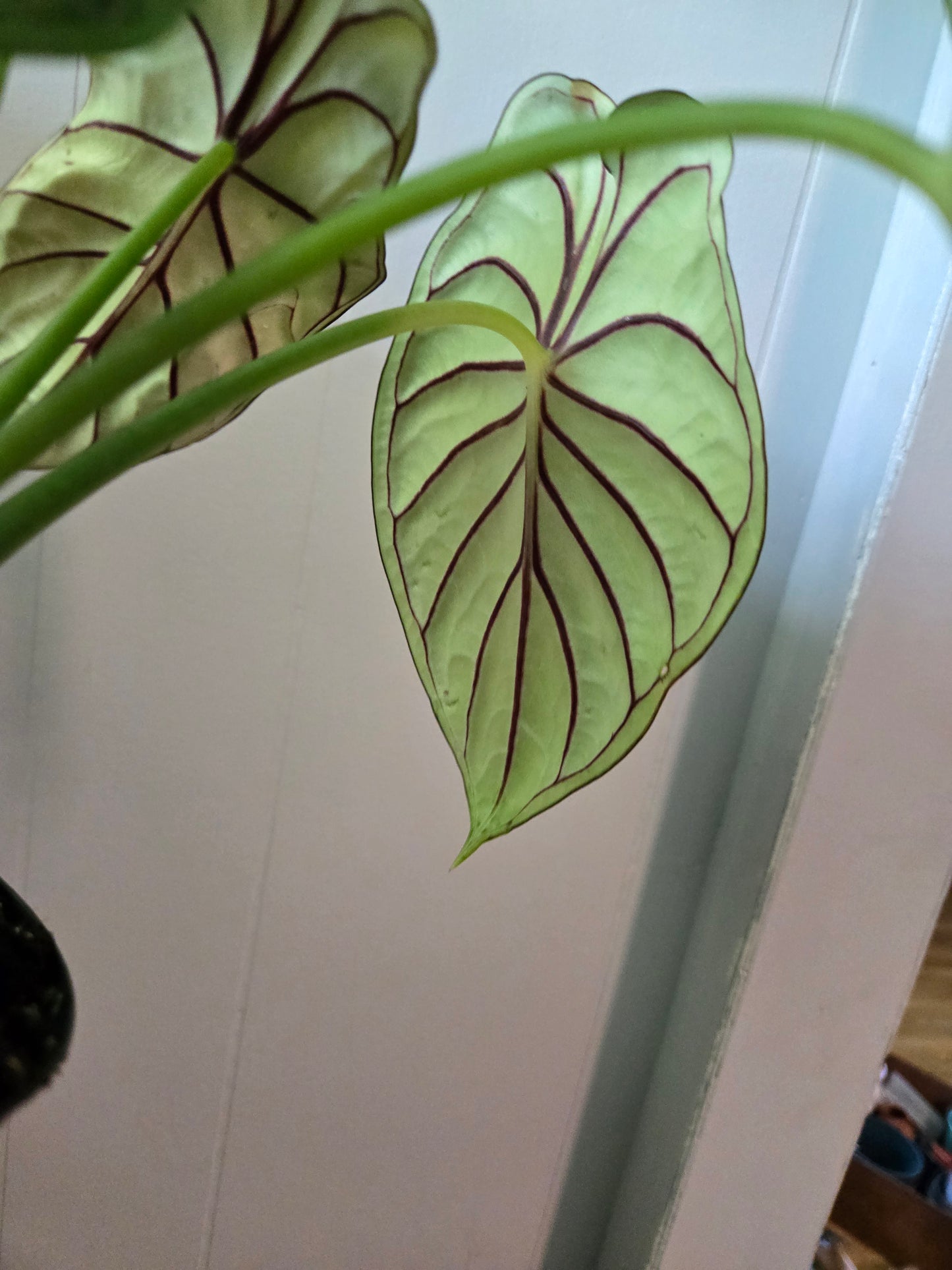 Alocasia Dragon Scale