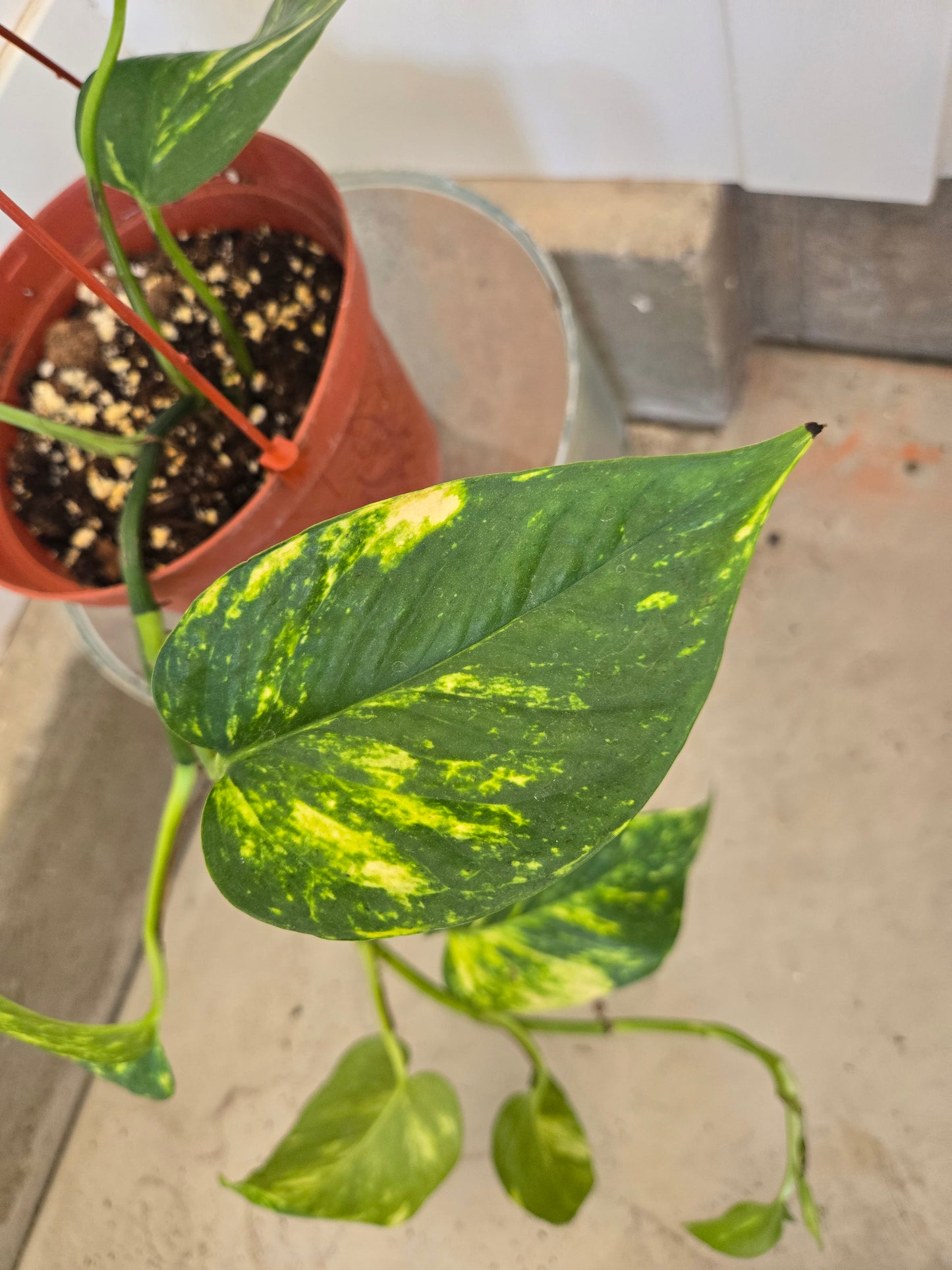 Golden pothos