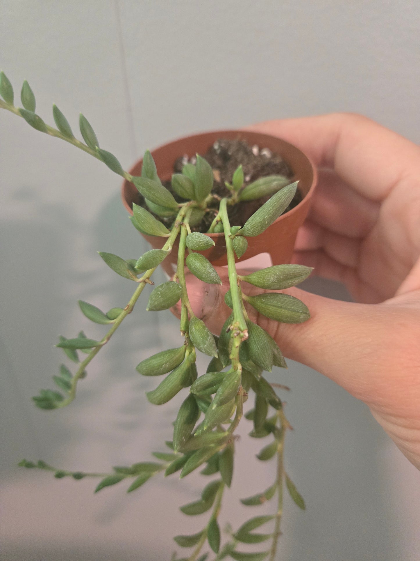 String of bananas