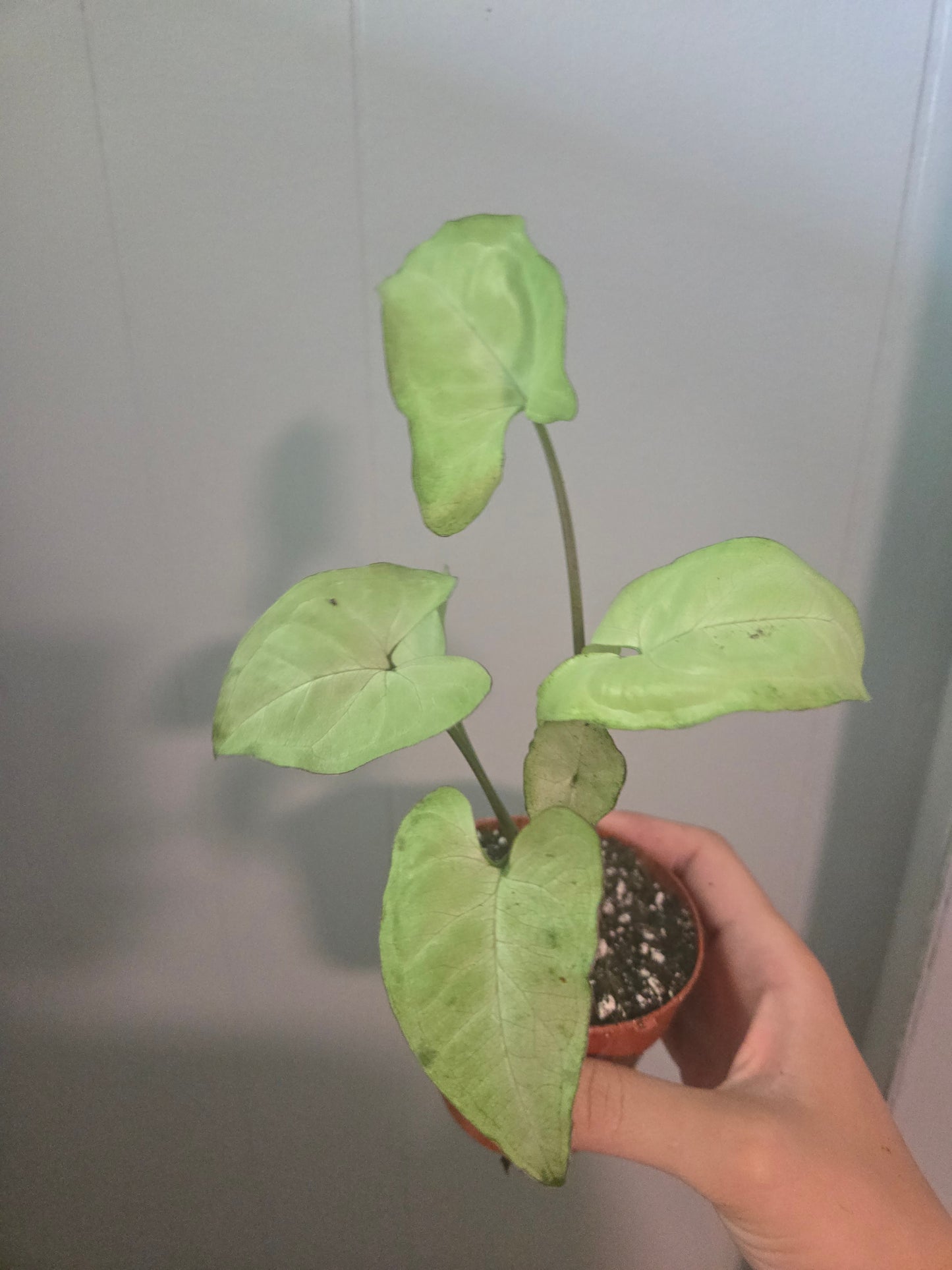Syngonium White Butterfly