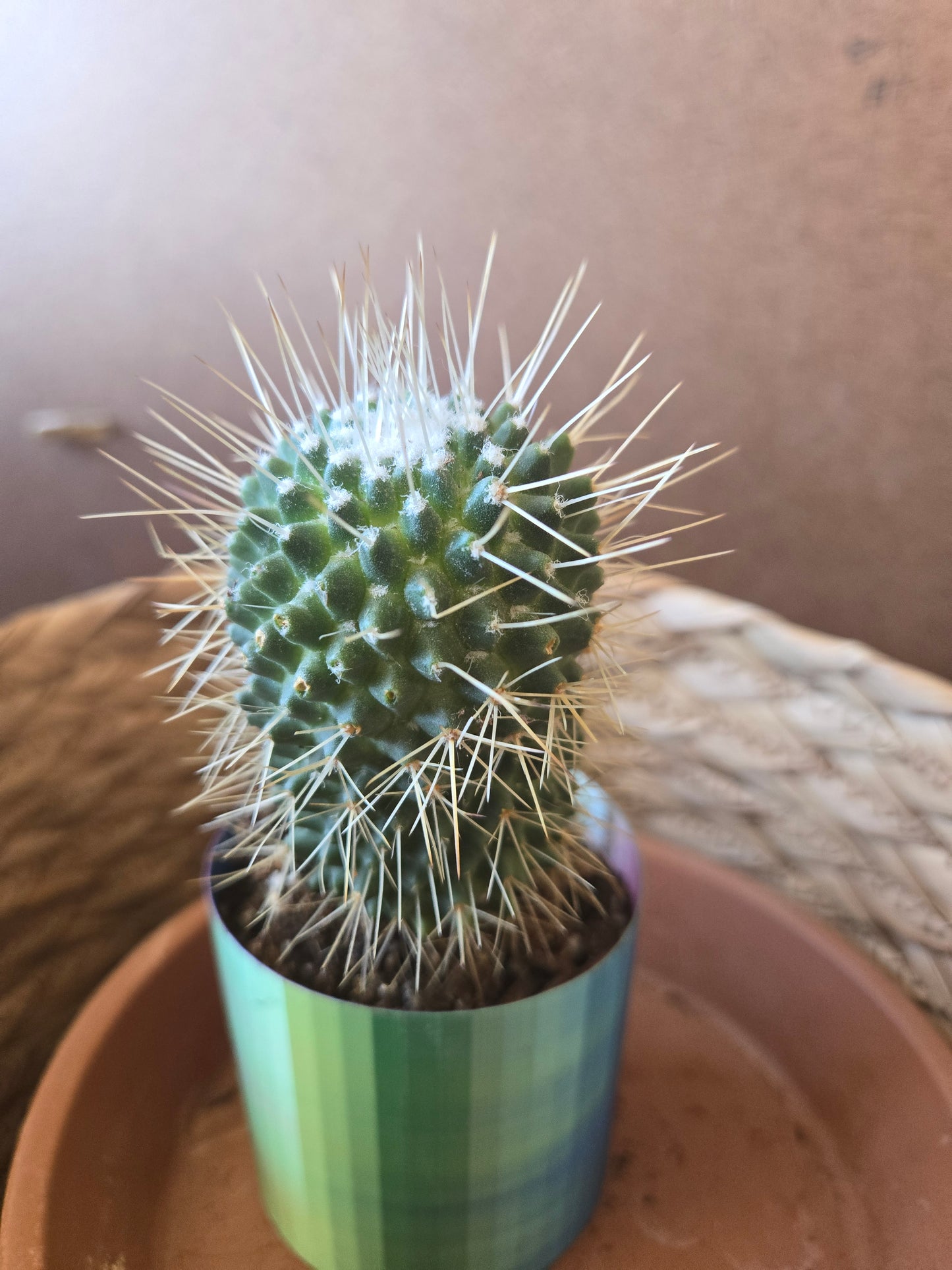 Mammillaria spinosissima