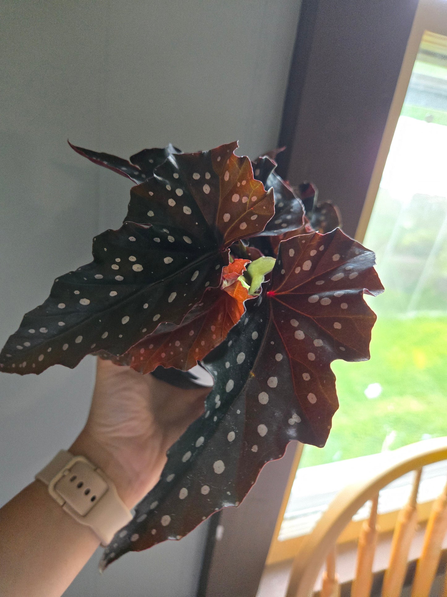 Begonia maculata black forest