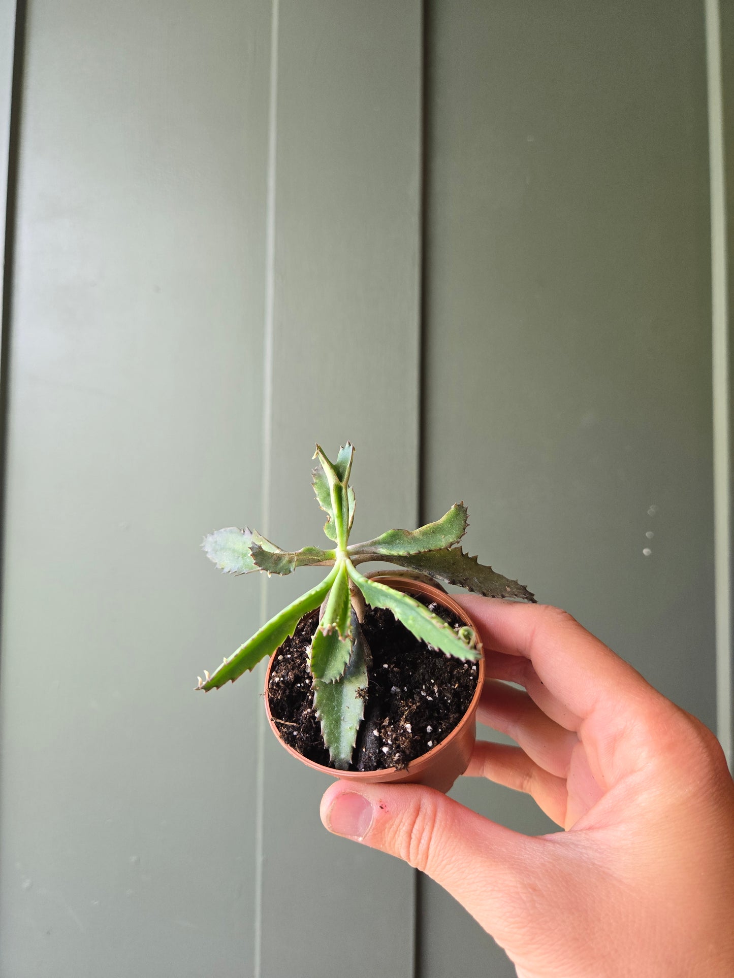Mother of Thousands