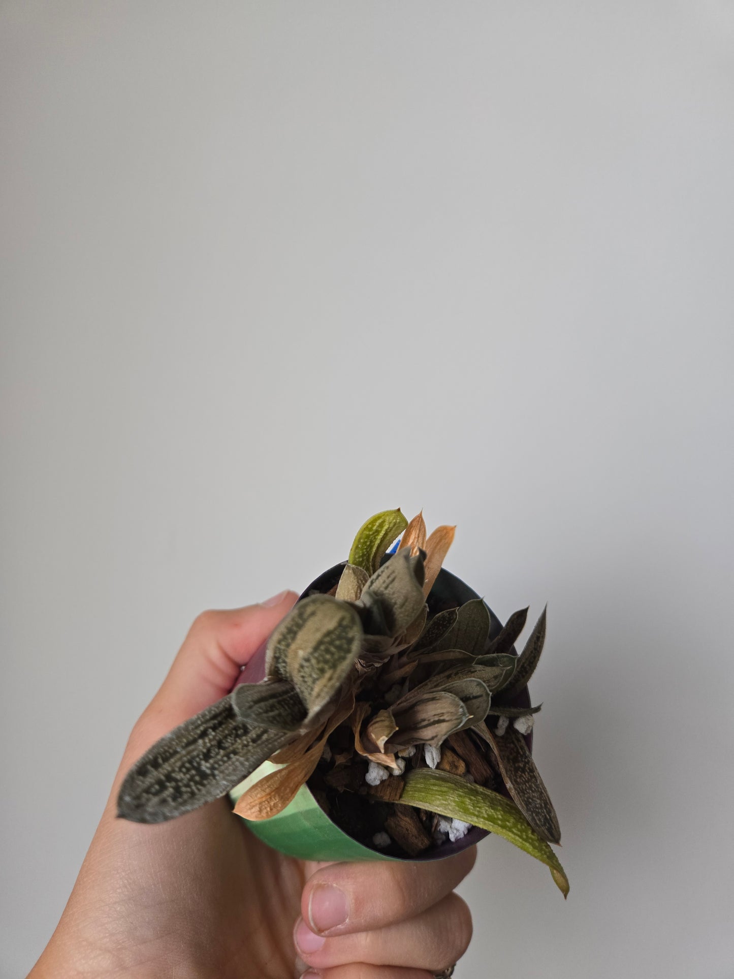 Gasteria Little warty