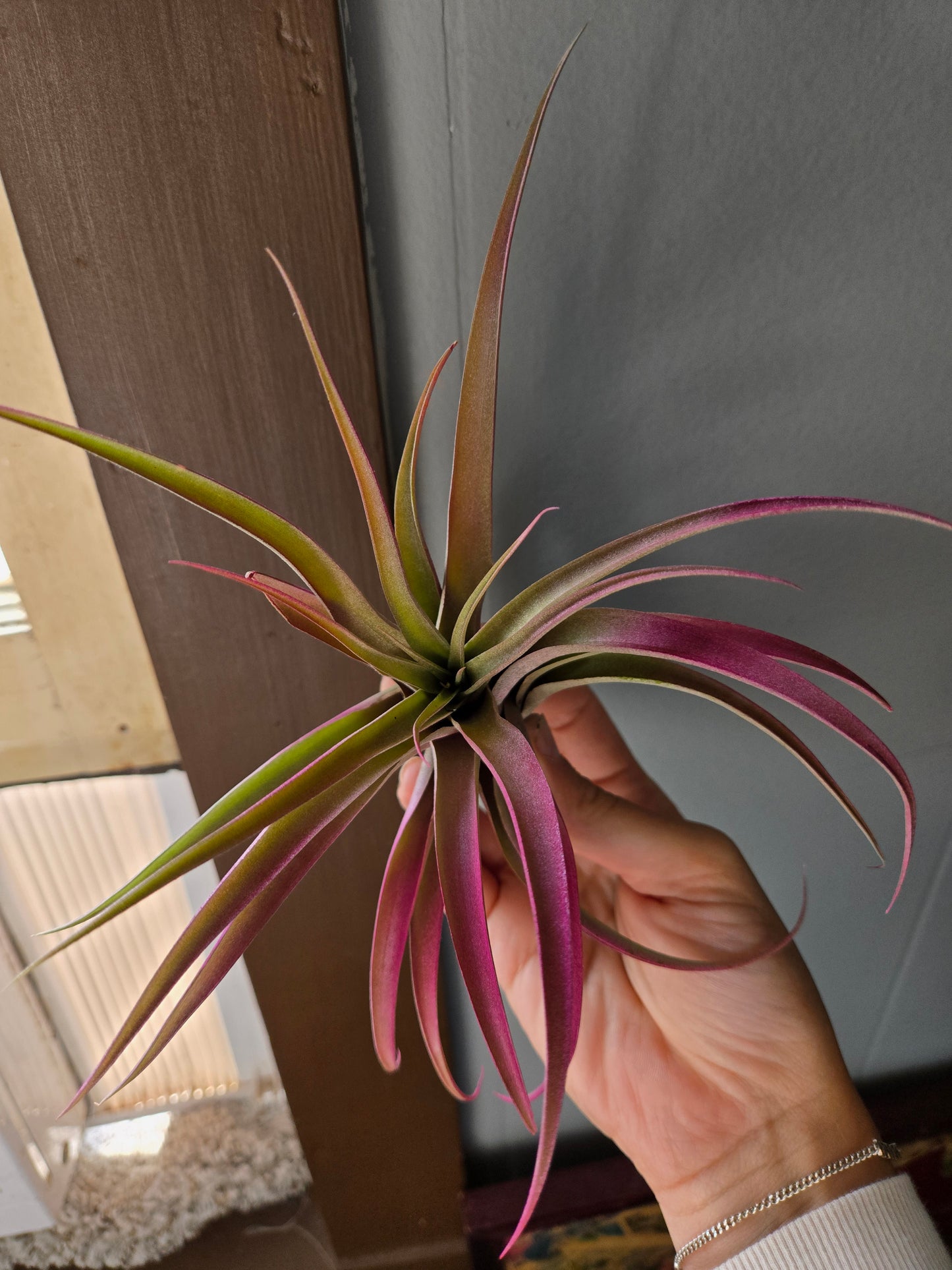 Air plant