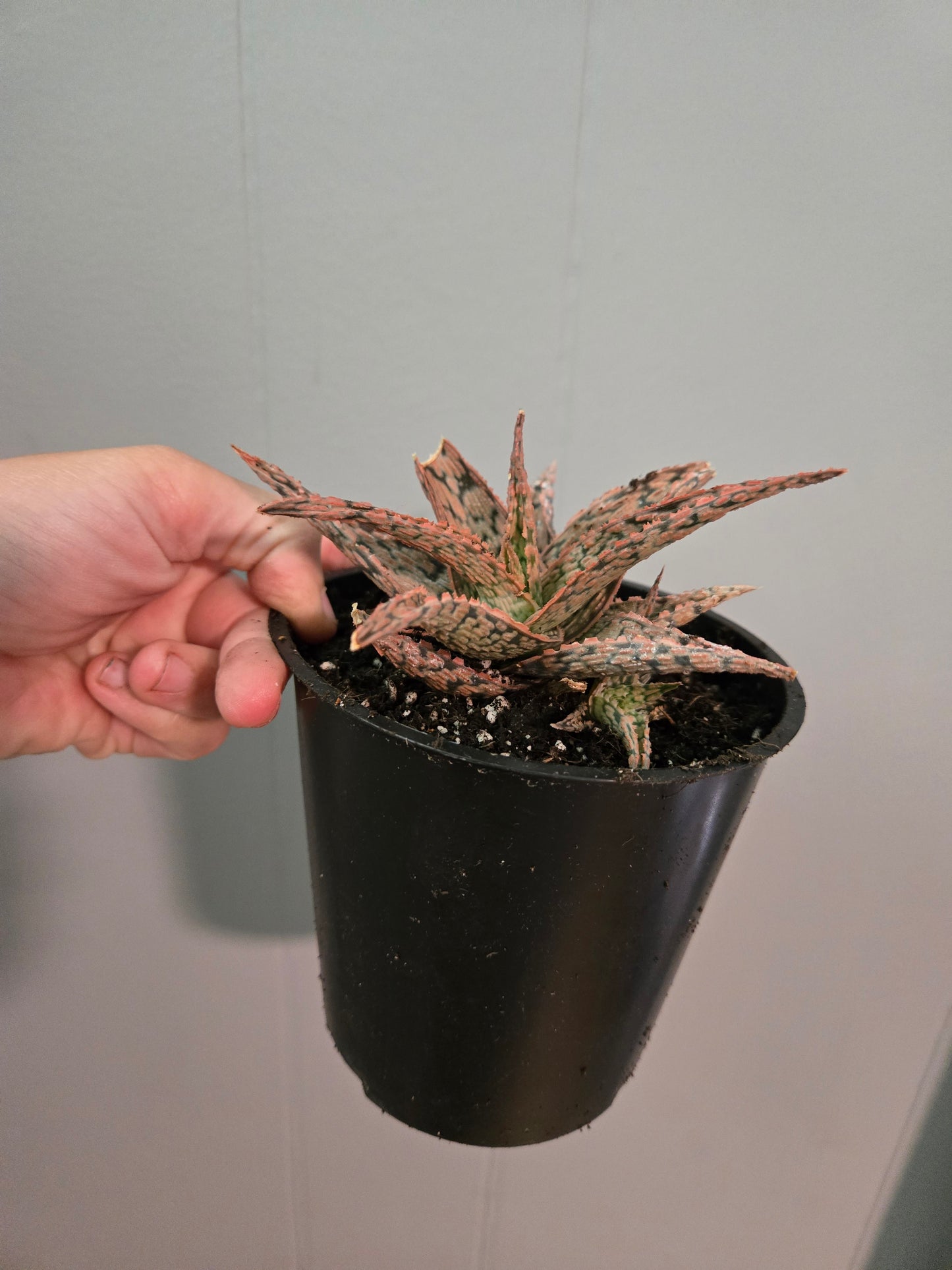 Aloe Pink brush