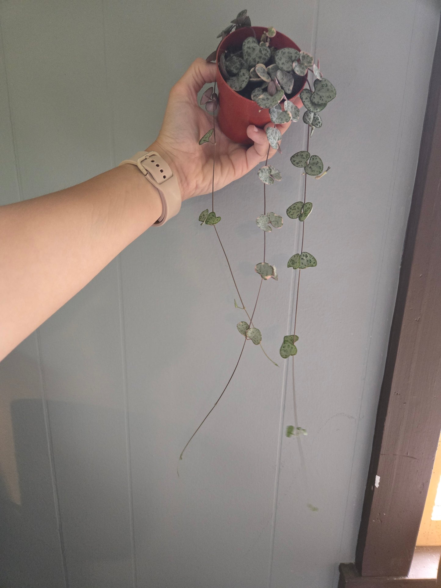 Variegated string of hearts