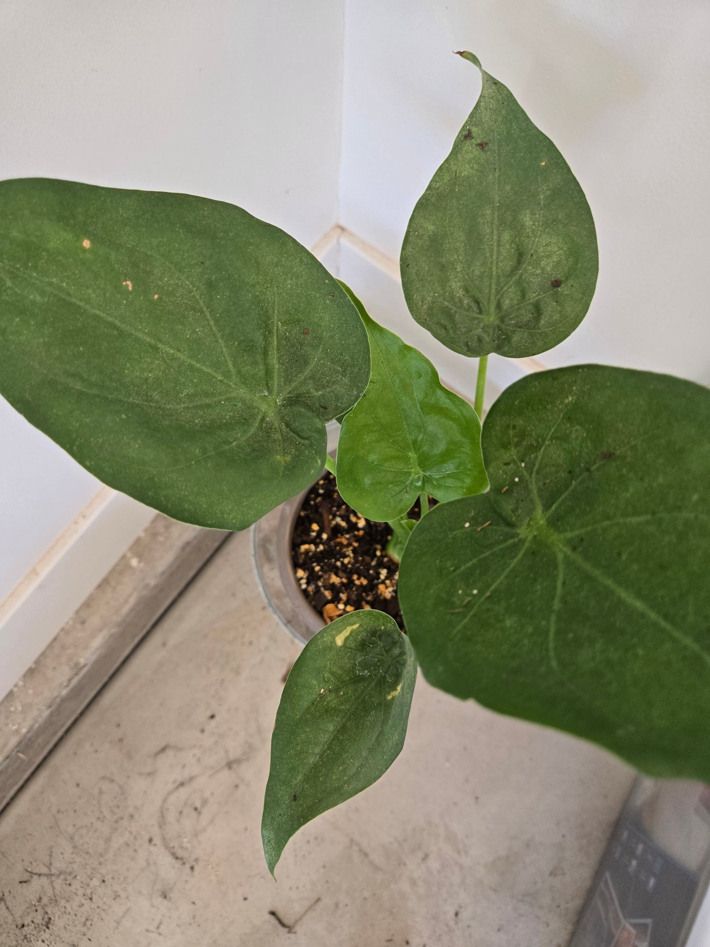 Alocasia tiny dancer