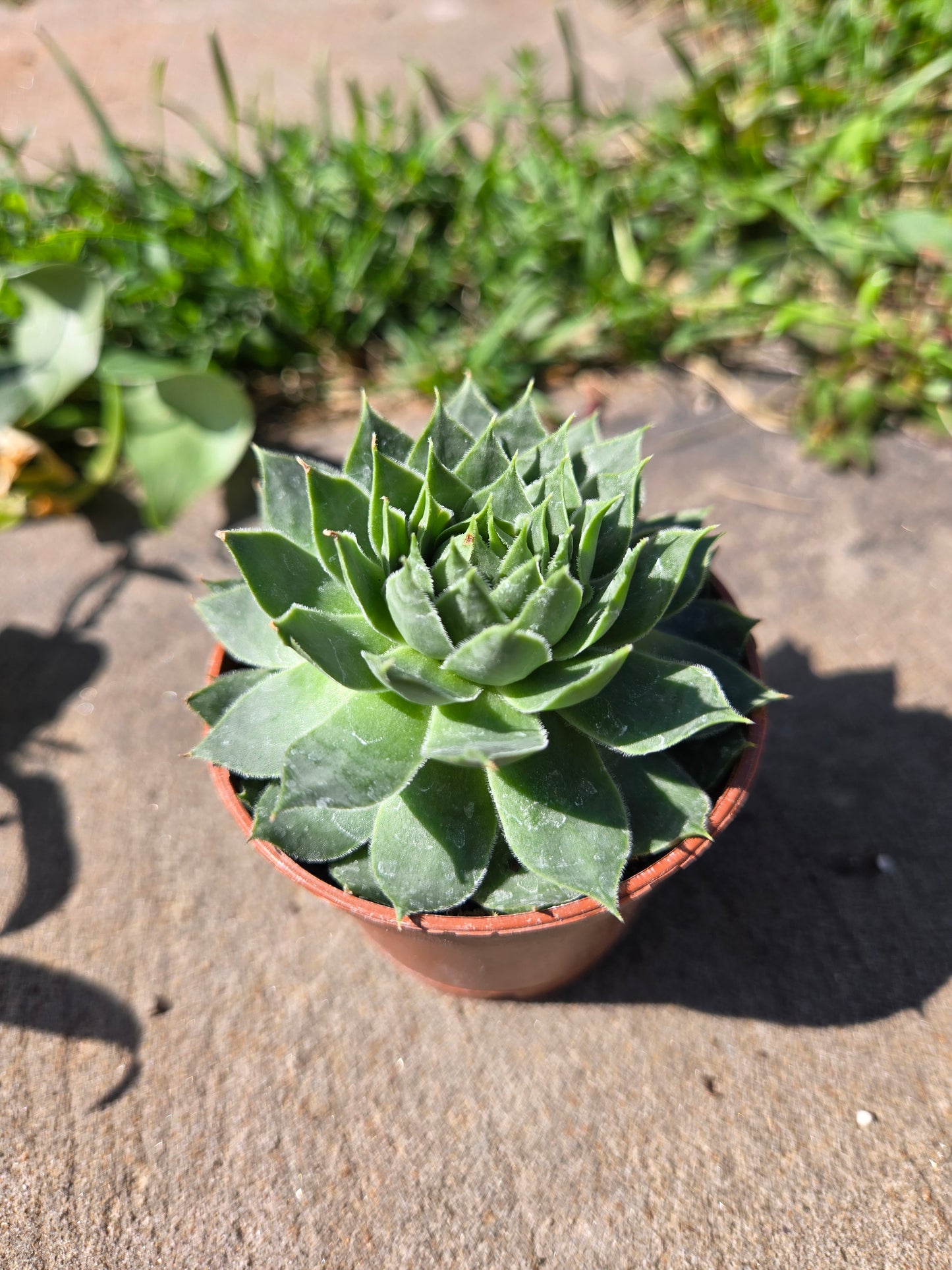 Hens and chicks