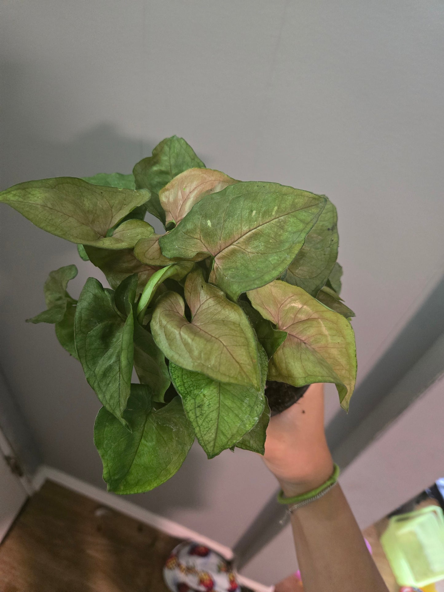 Syngonium Berry Allusion