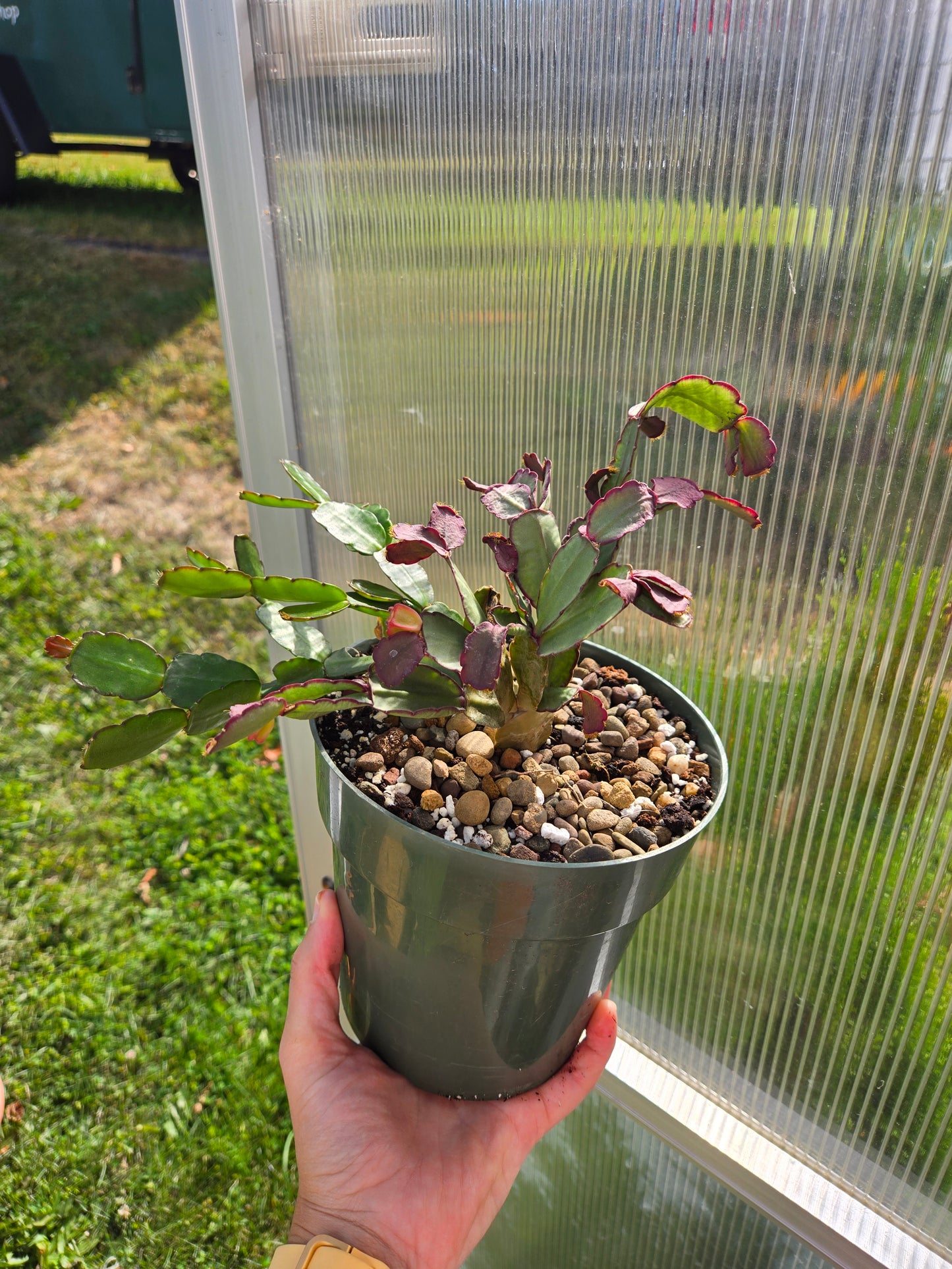 Easter Cactus