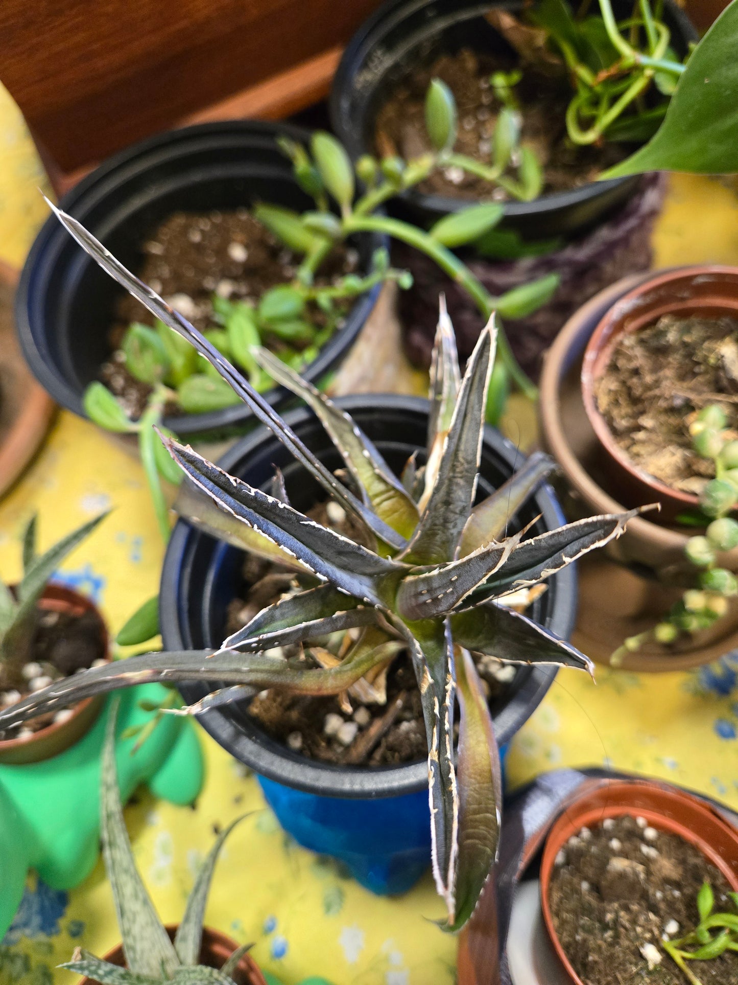 Agave reginae victoria