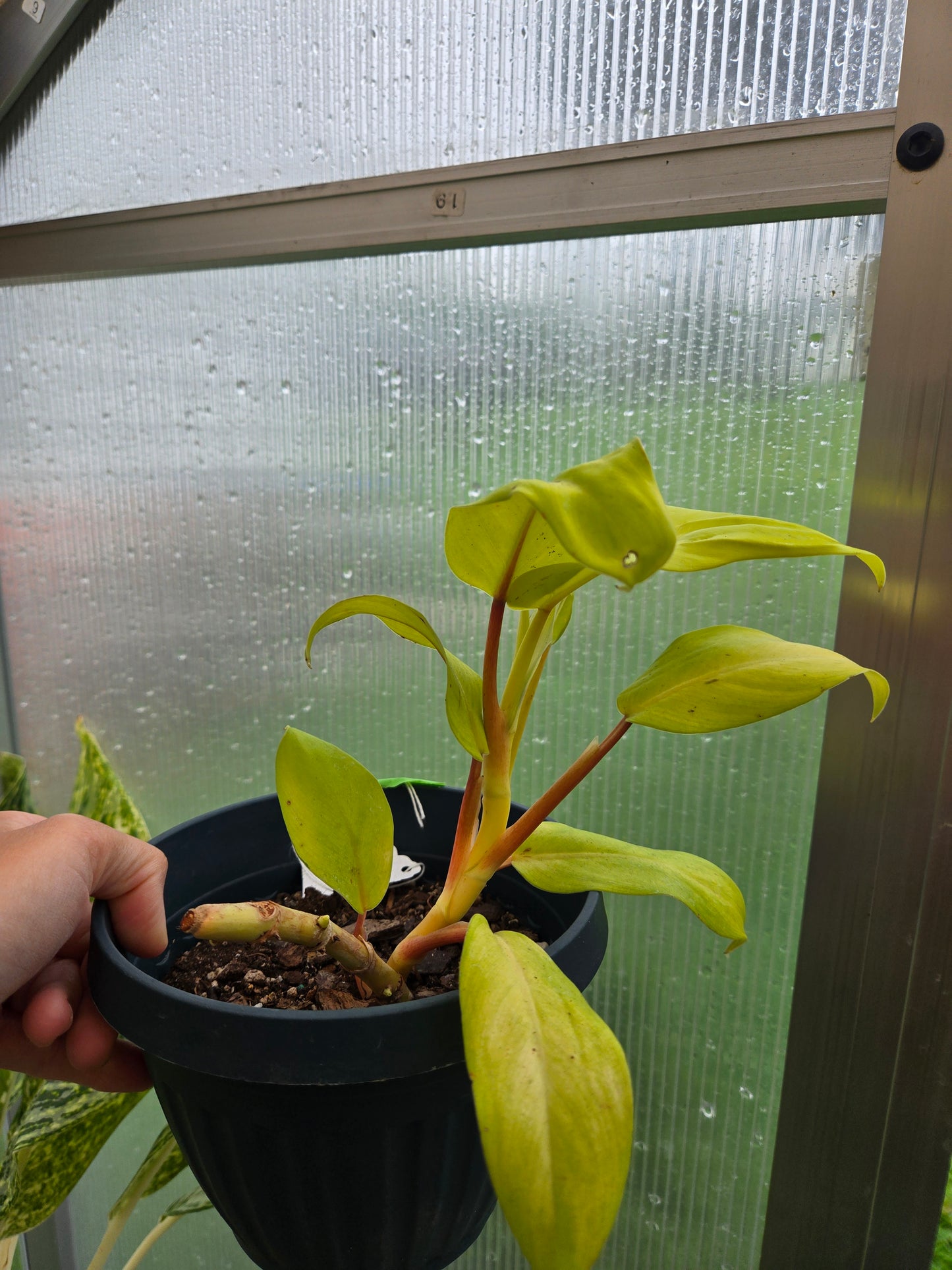 Philodendron Golden Goddess