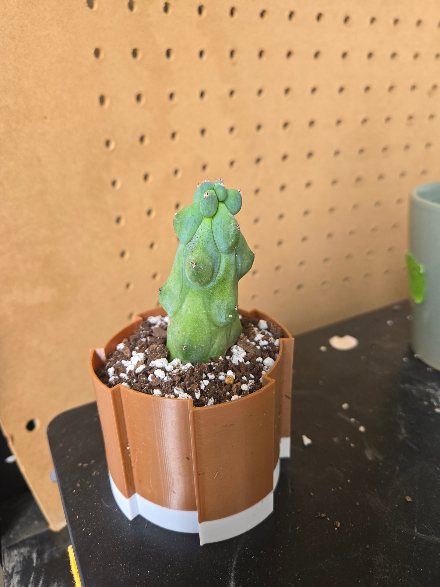 Myrtillocactus geometrizans