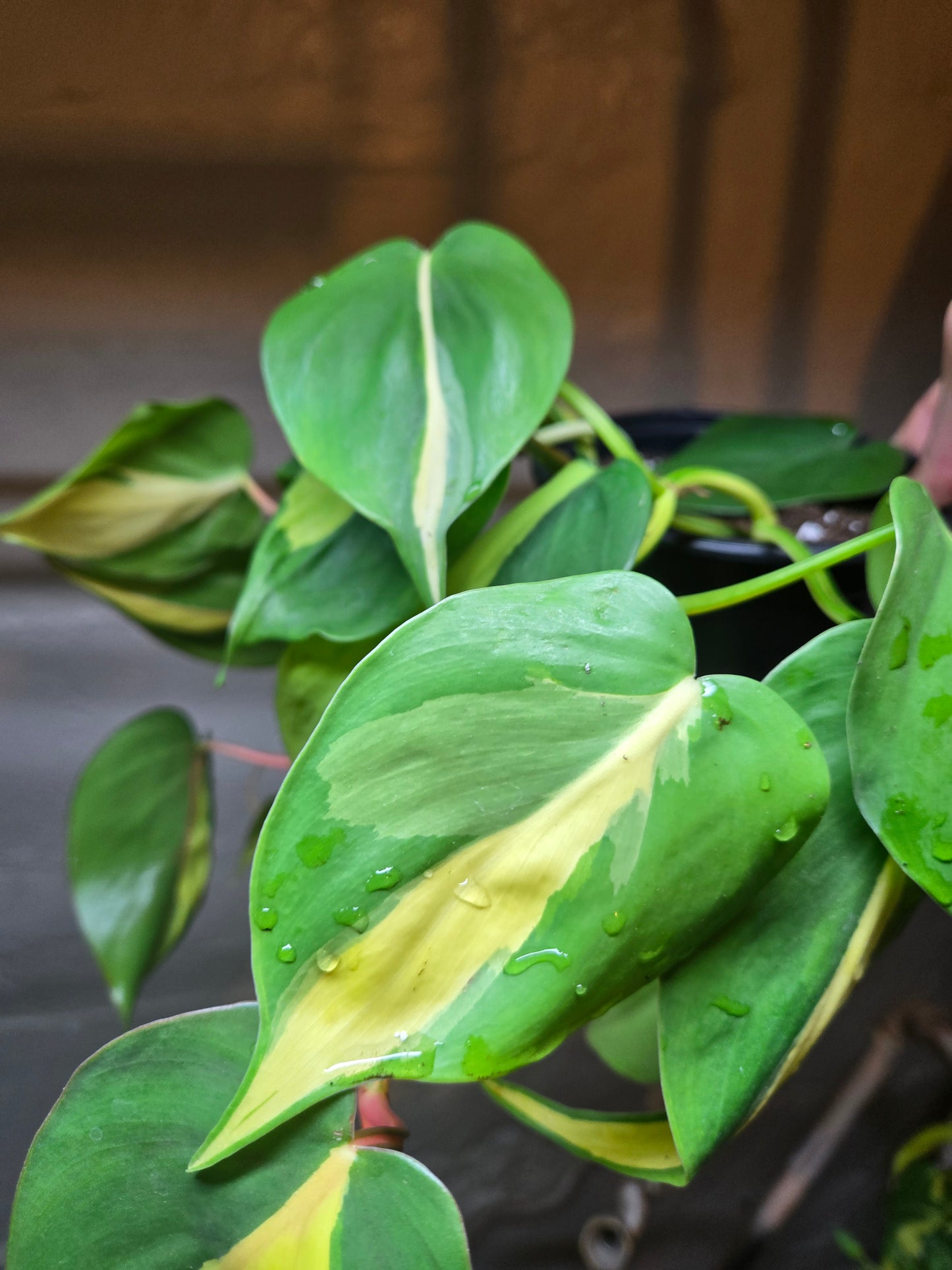 Philodendron silver stripe
