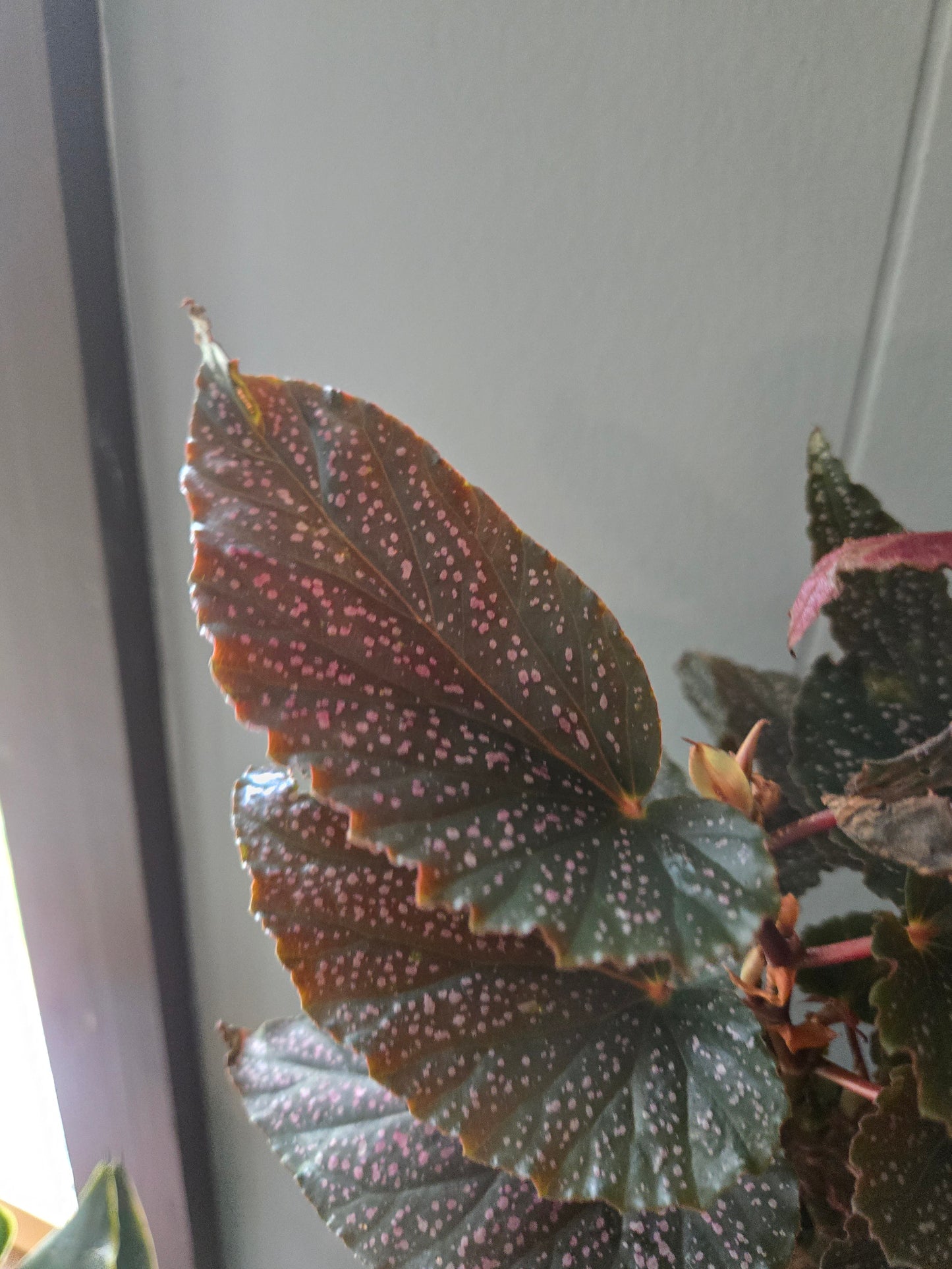 Rex Begonia 'Spitfire'