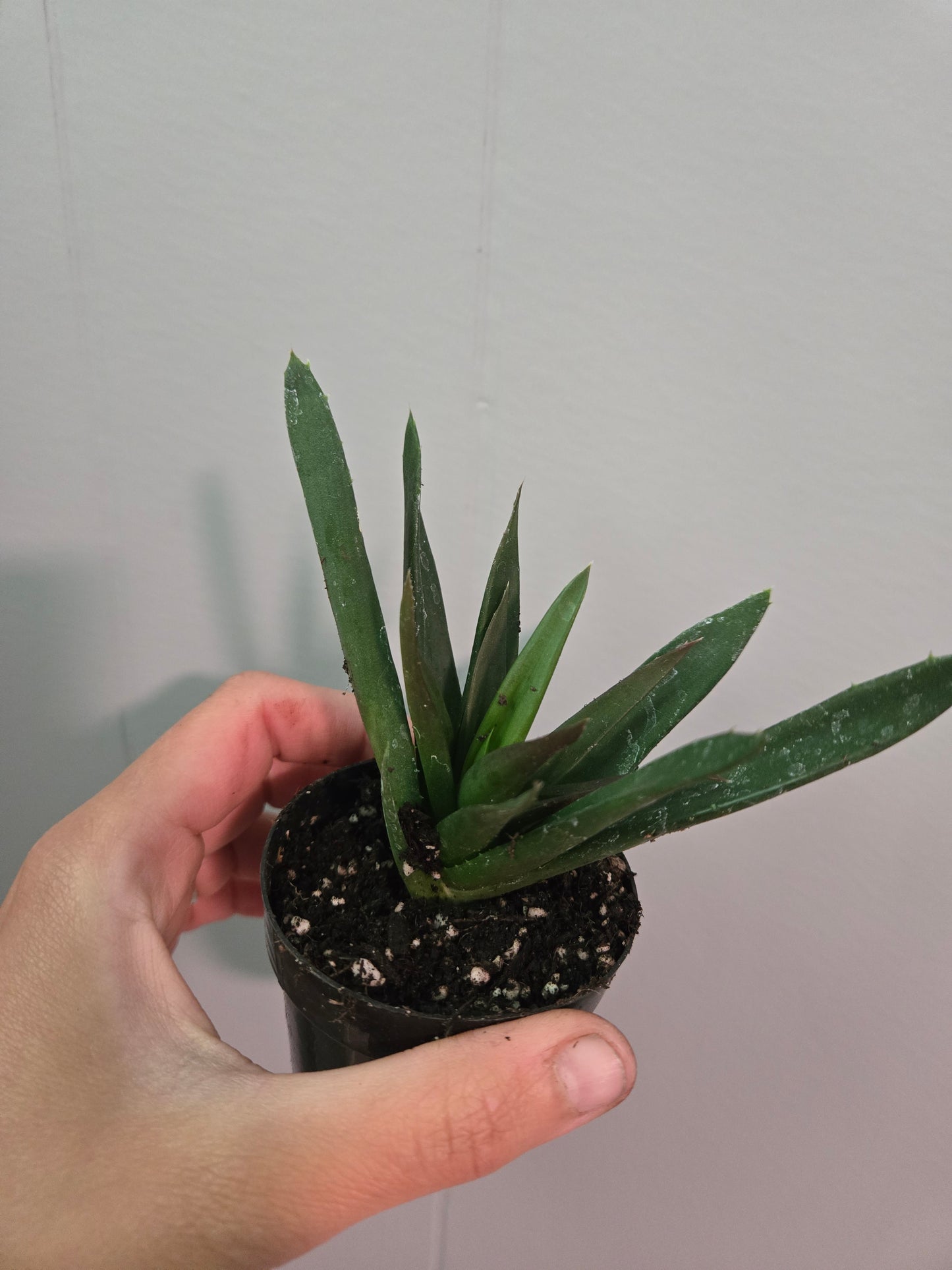 Haworthia Pentagona