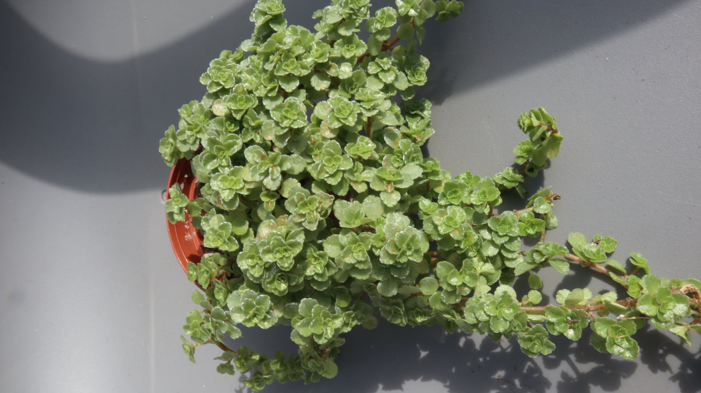 Pilea depressa(tiny tears)