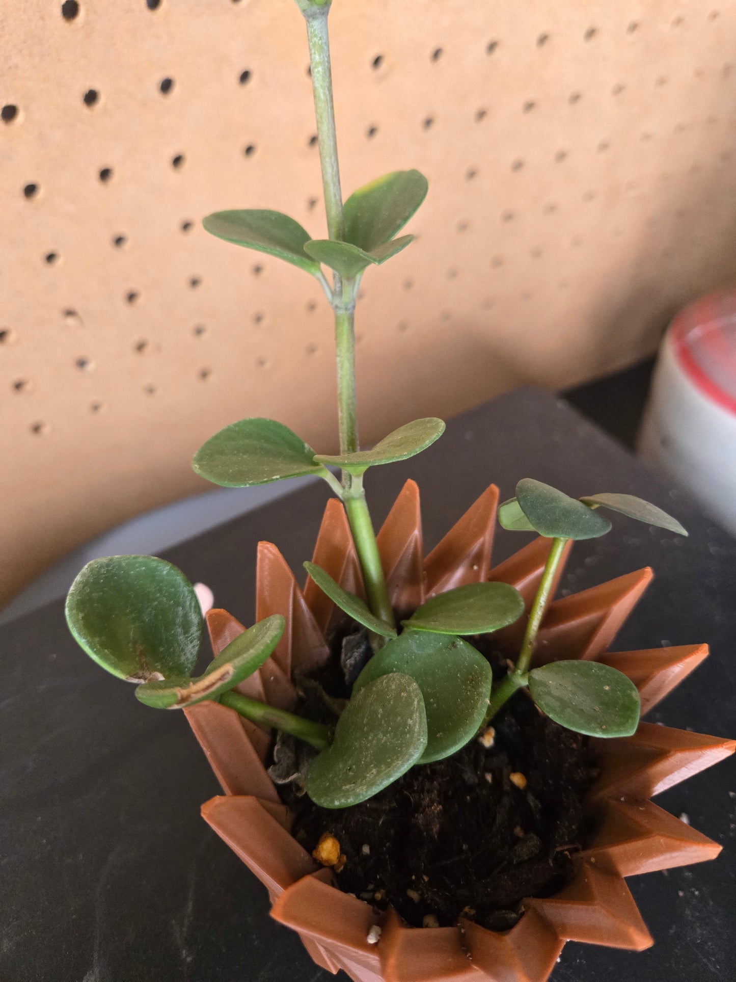 Peperomia Hope