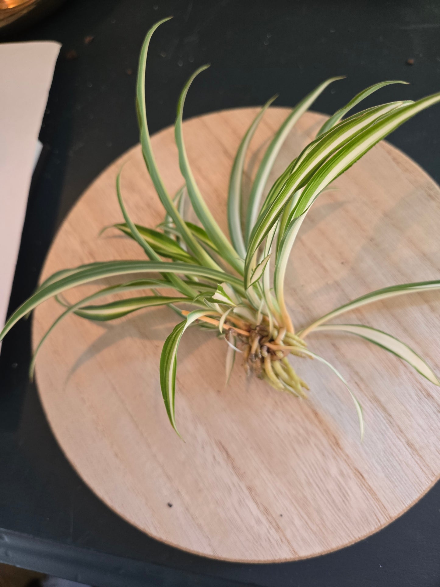 Baby Spider plant
