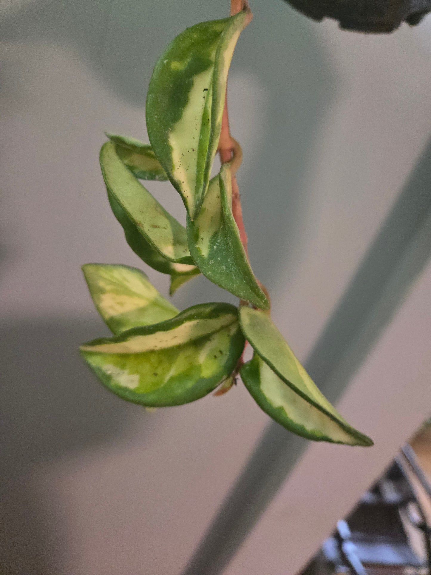 Hoya Carnosa Tricolor