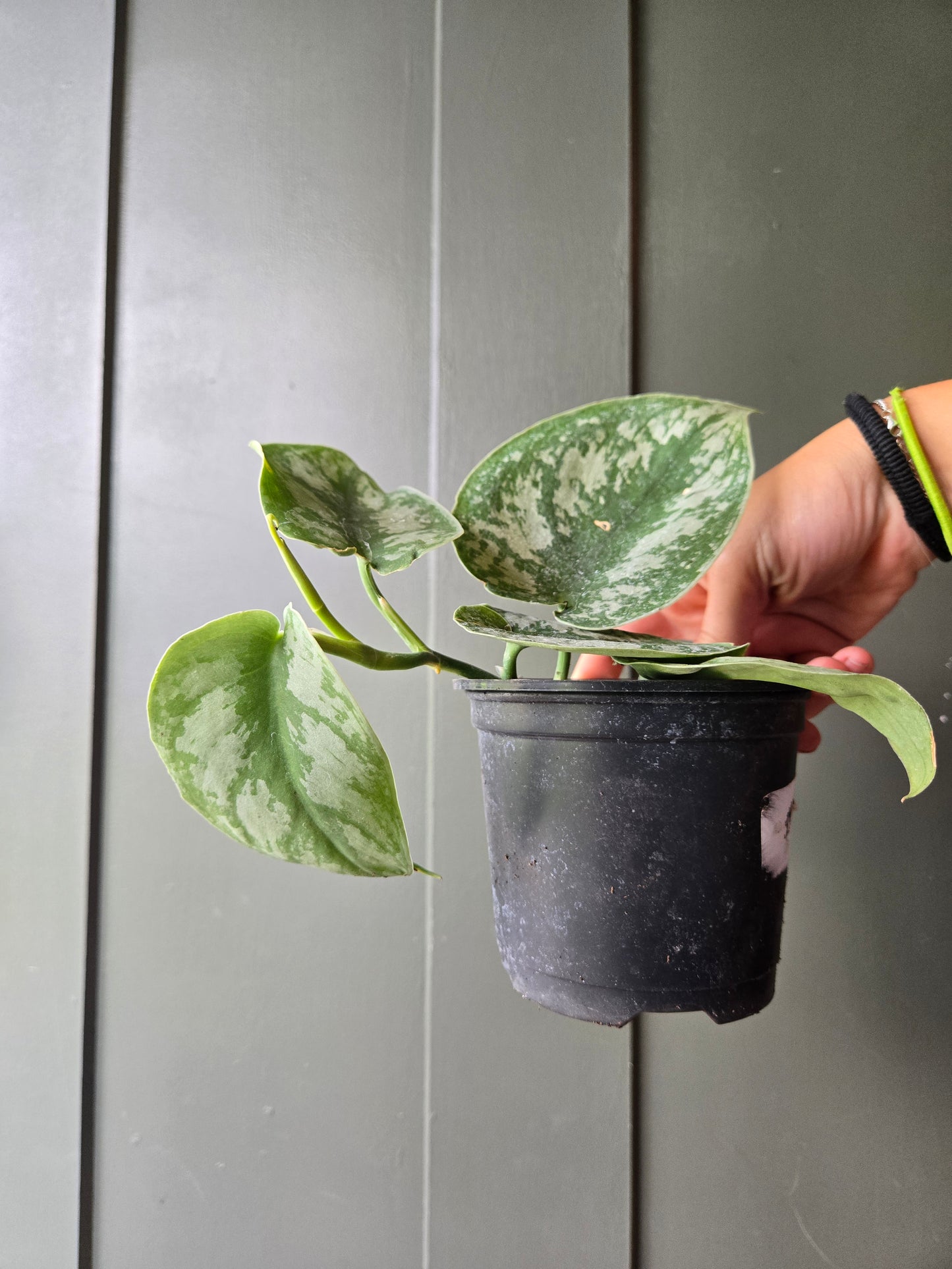 Scindapsus pictus exotica