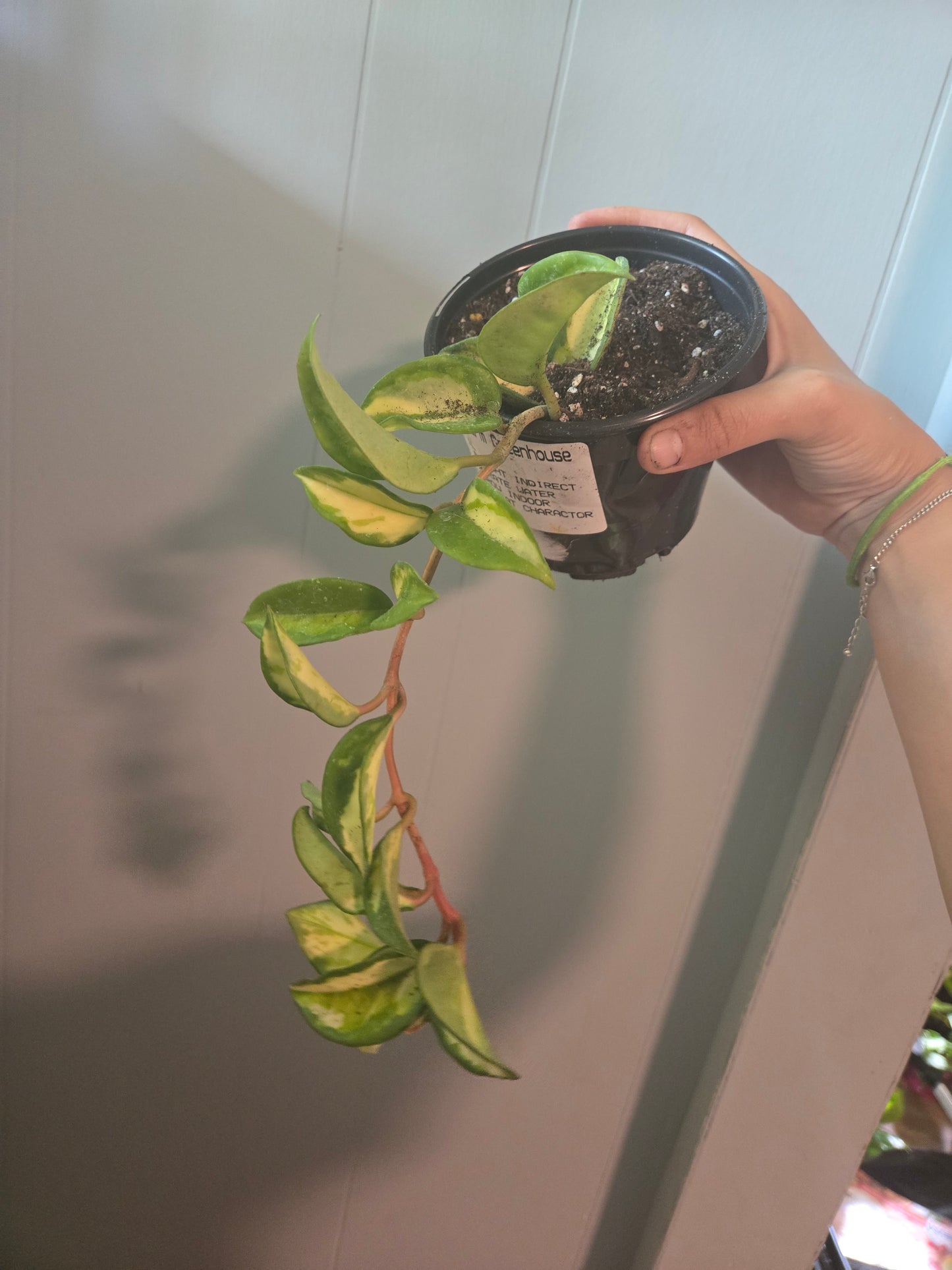 Hoya Carnosa Tricolor