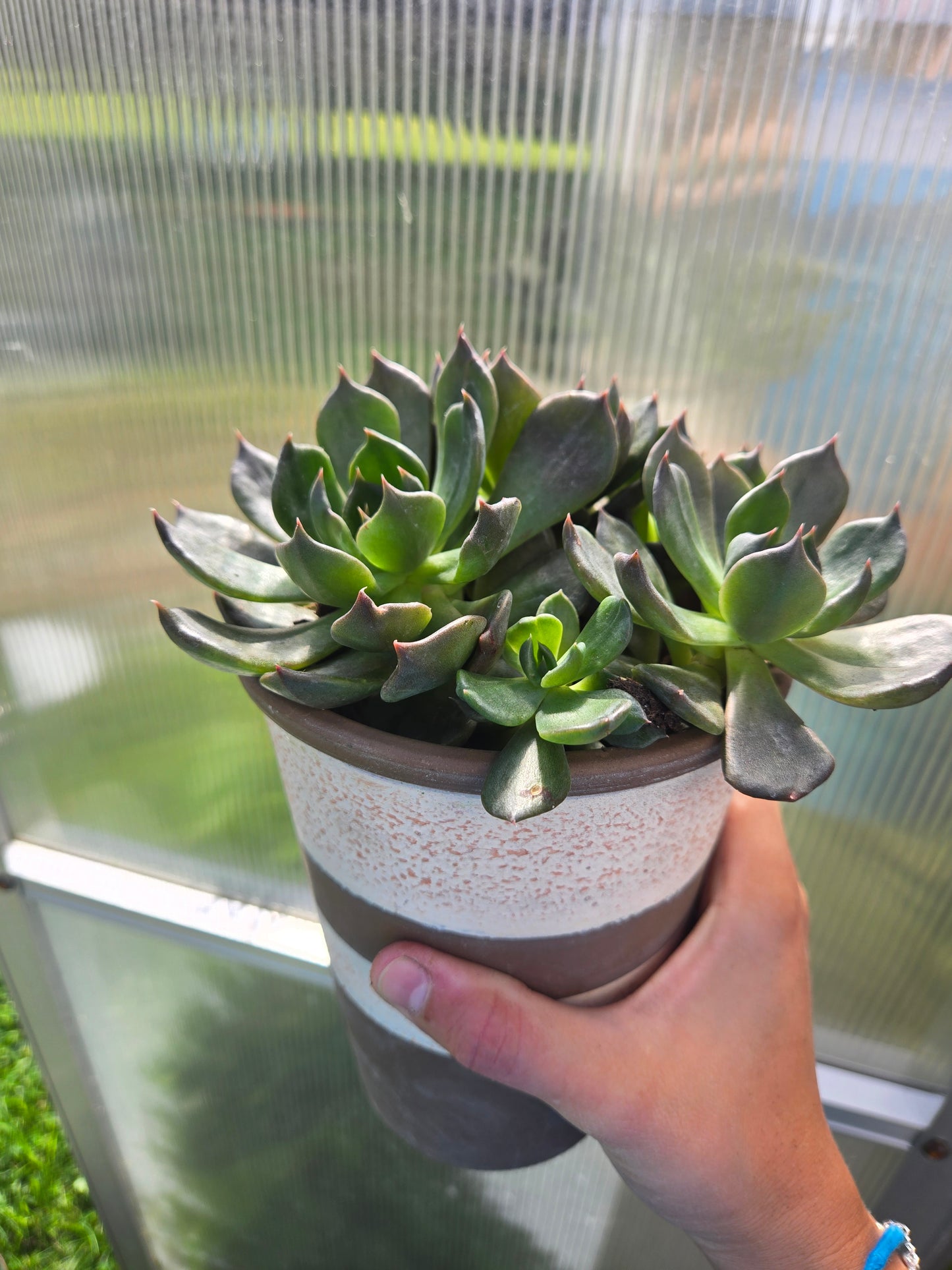 Echeveria Black Prince