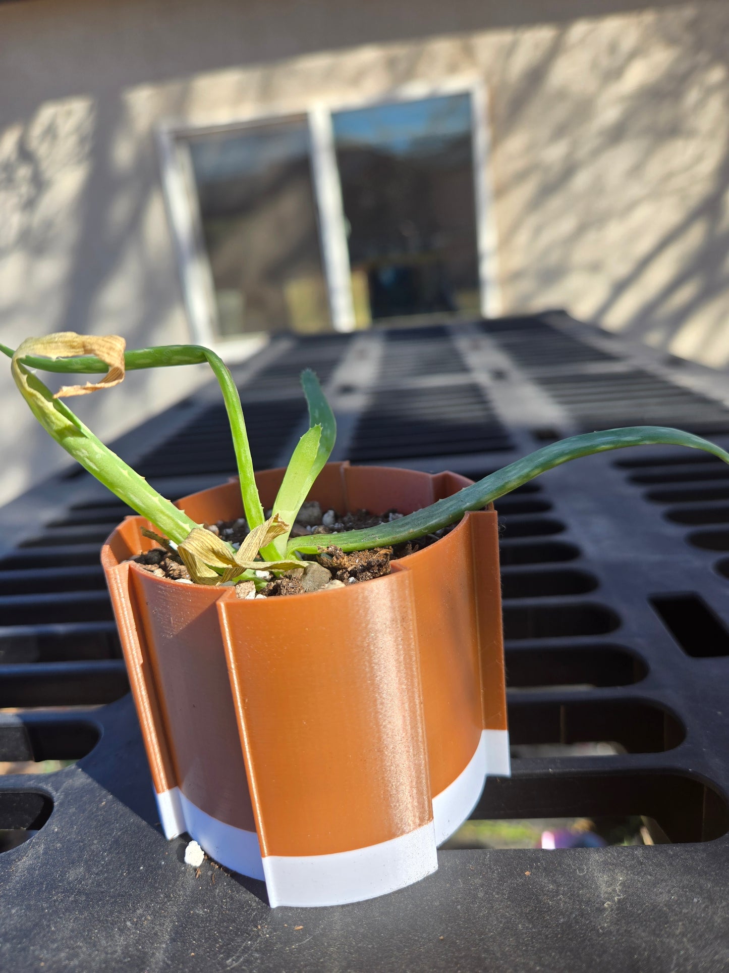 Aloe vera
