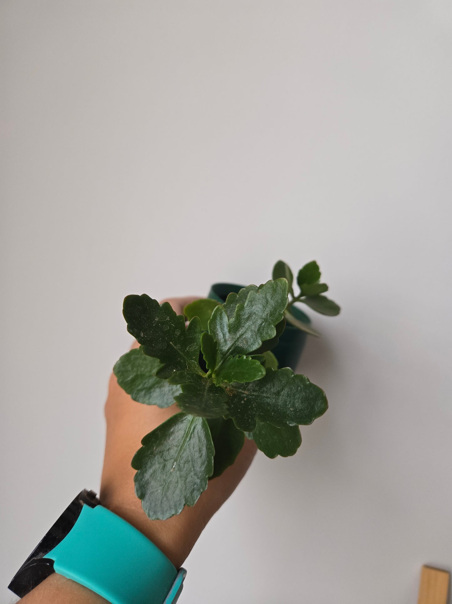 Kalanchoe