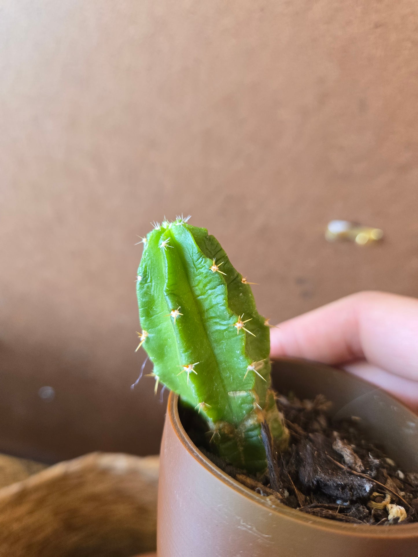 Hedgehog cactus
