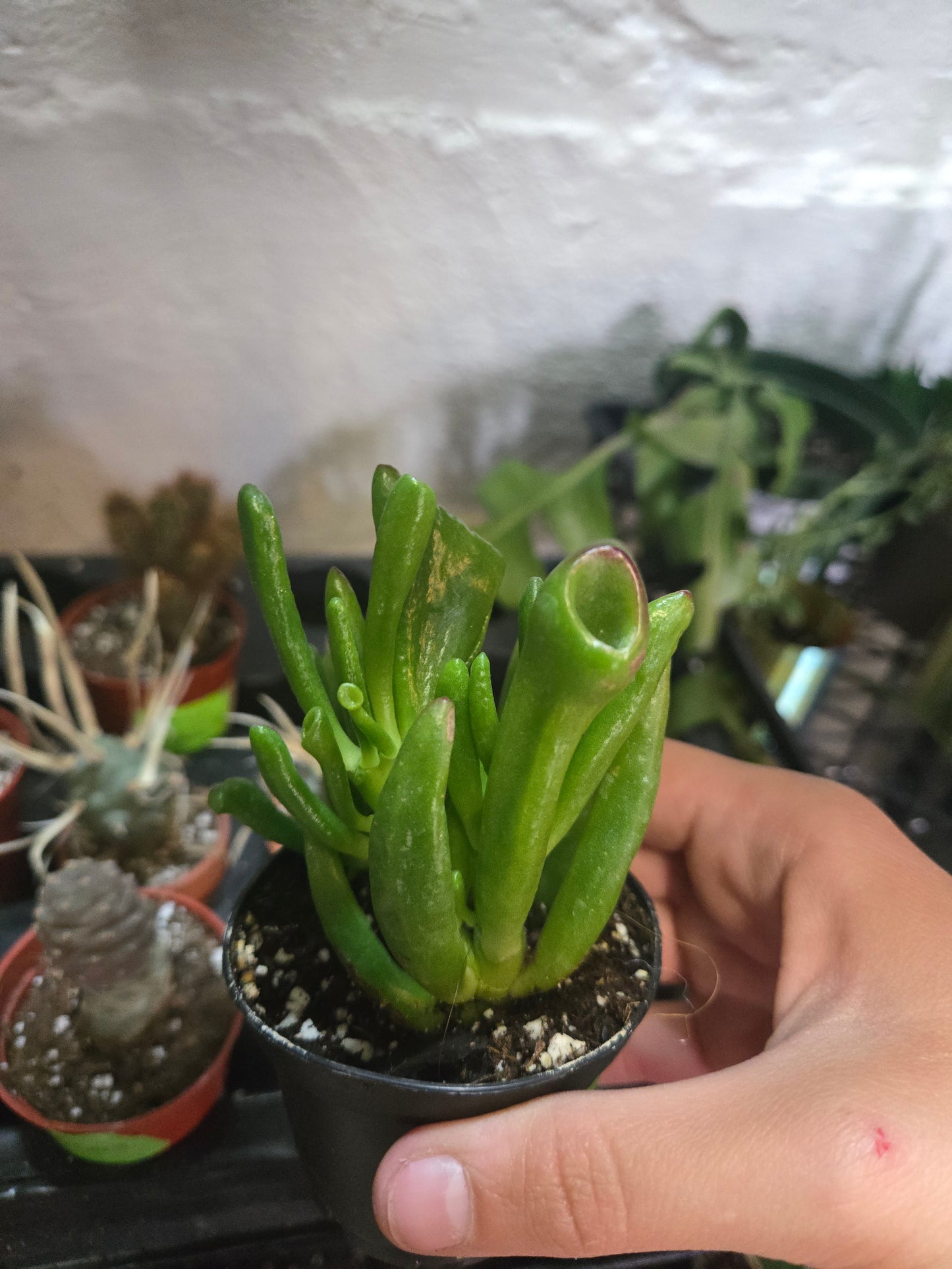 Crassula ovata gollum