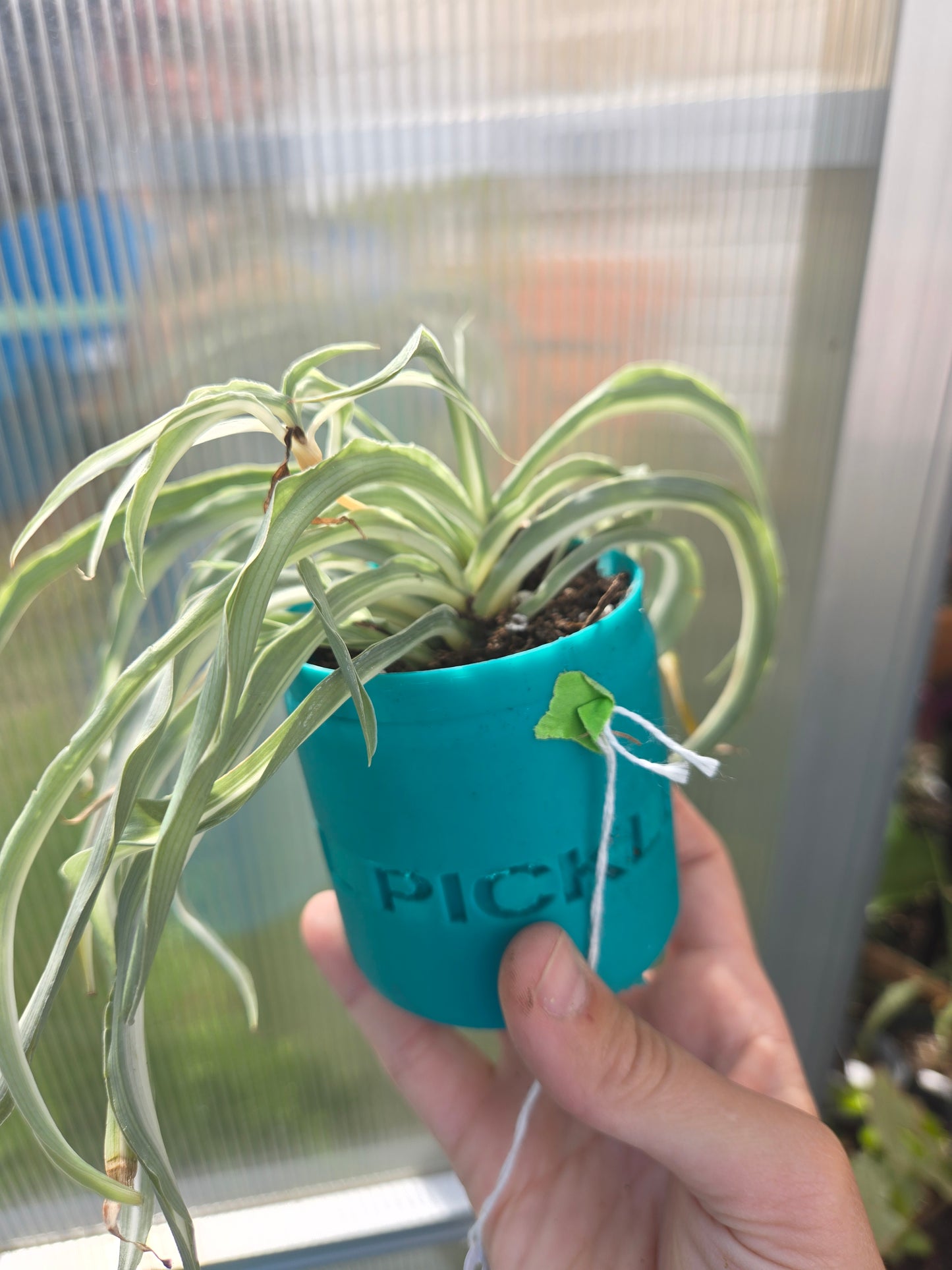 Curly spider plant