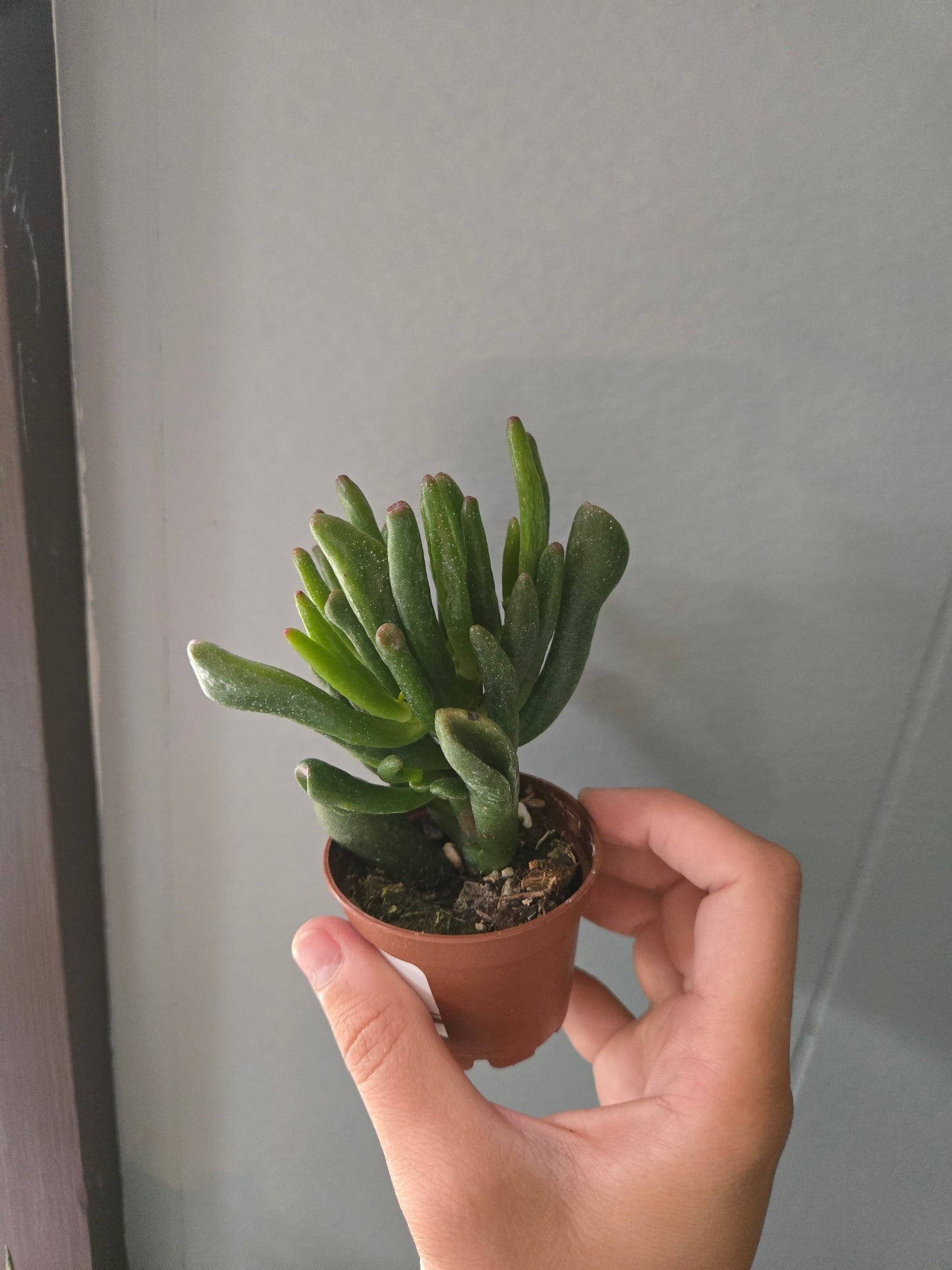Crassula Ovata Hobbit