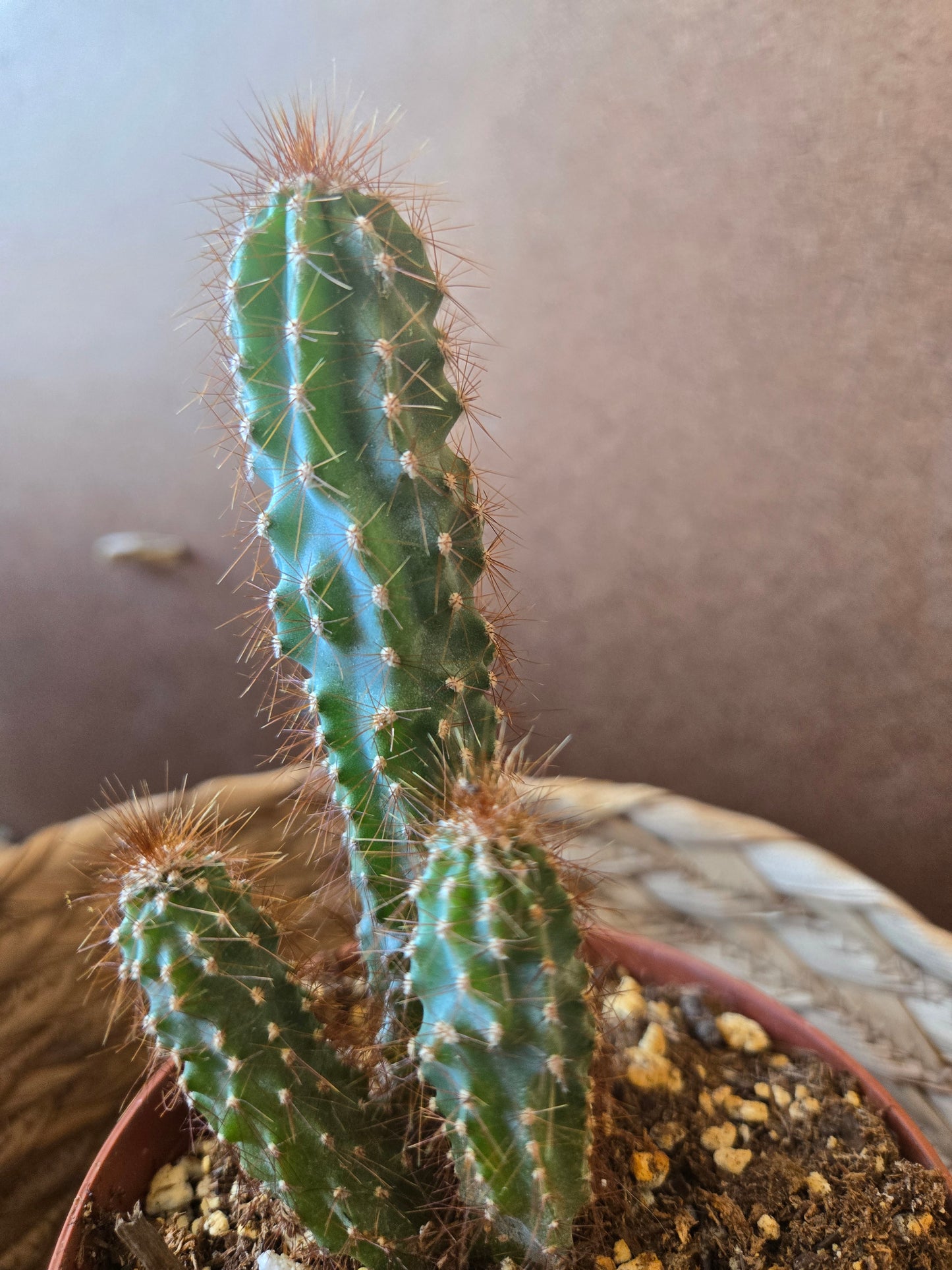 Cereus peruvian monstrose