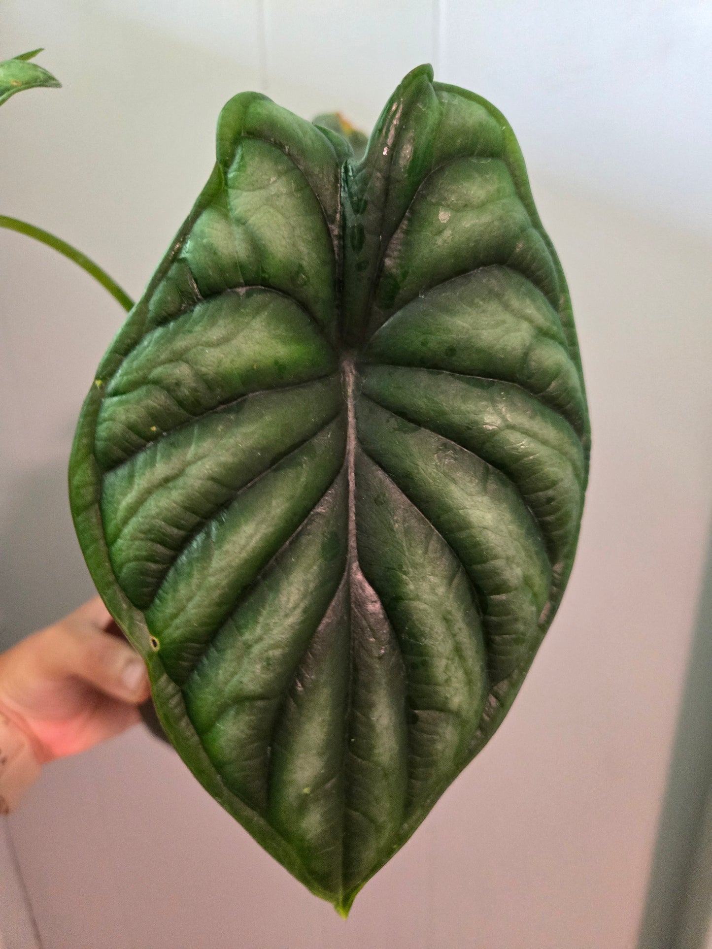 Alocasia Dragon Scale