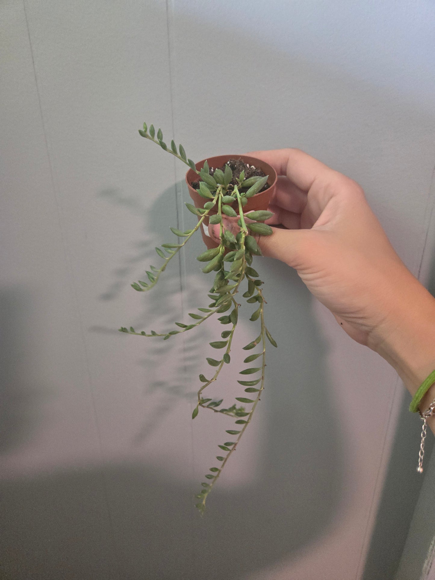 String of bananas