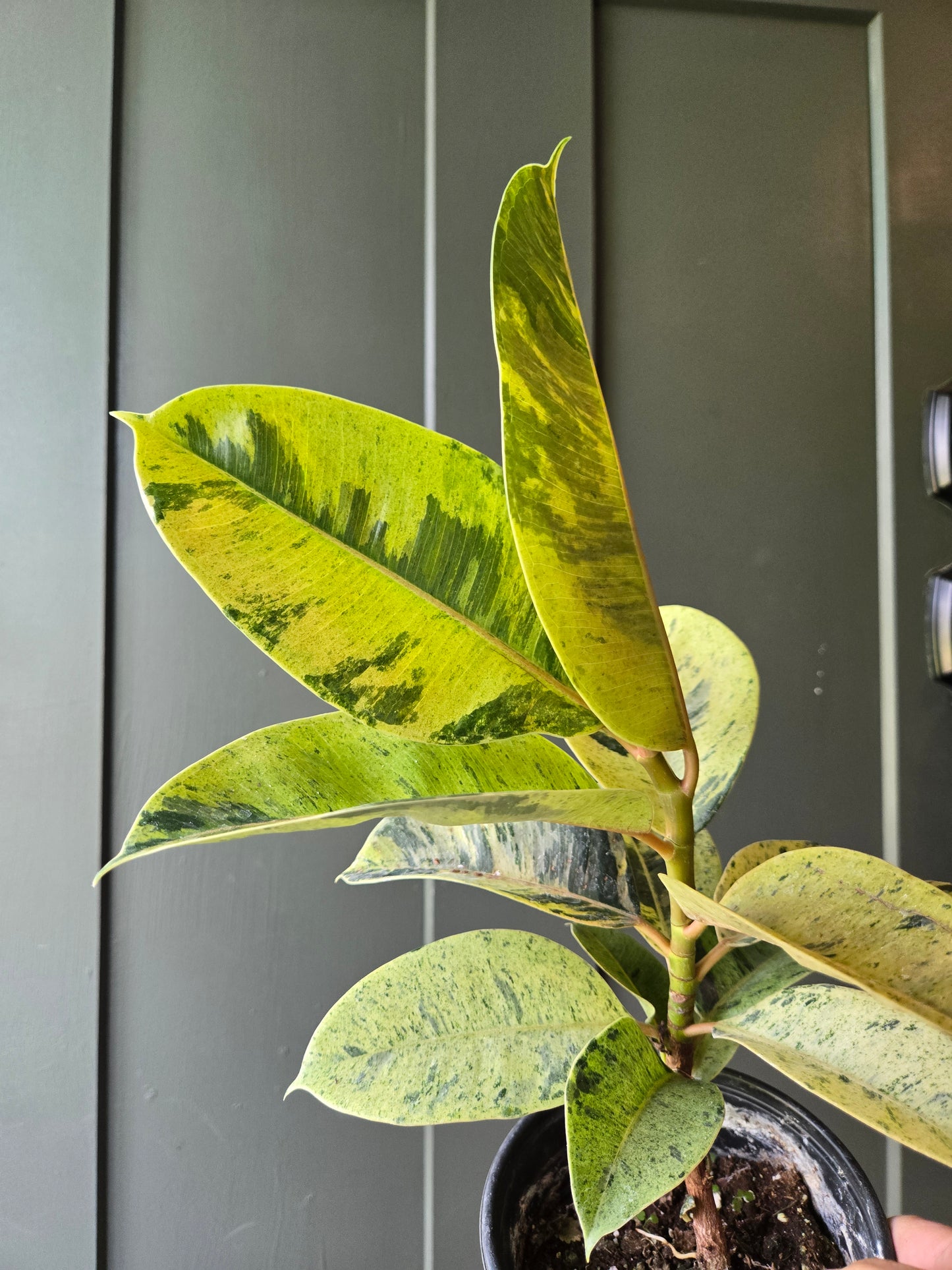 Ficus Moonshine