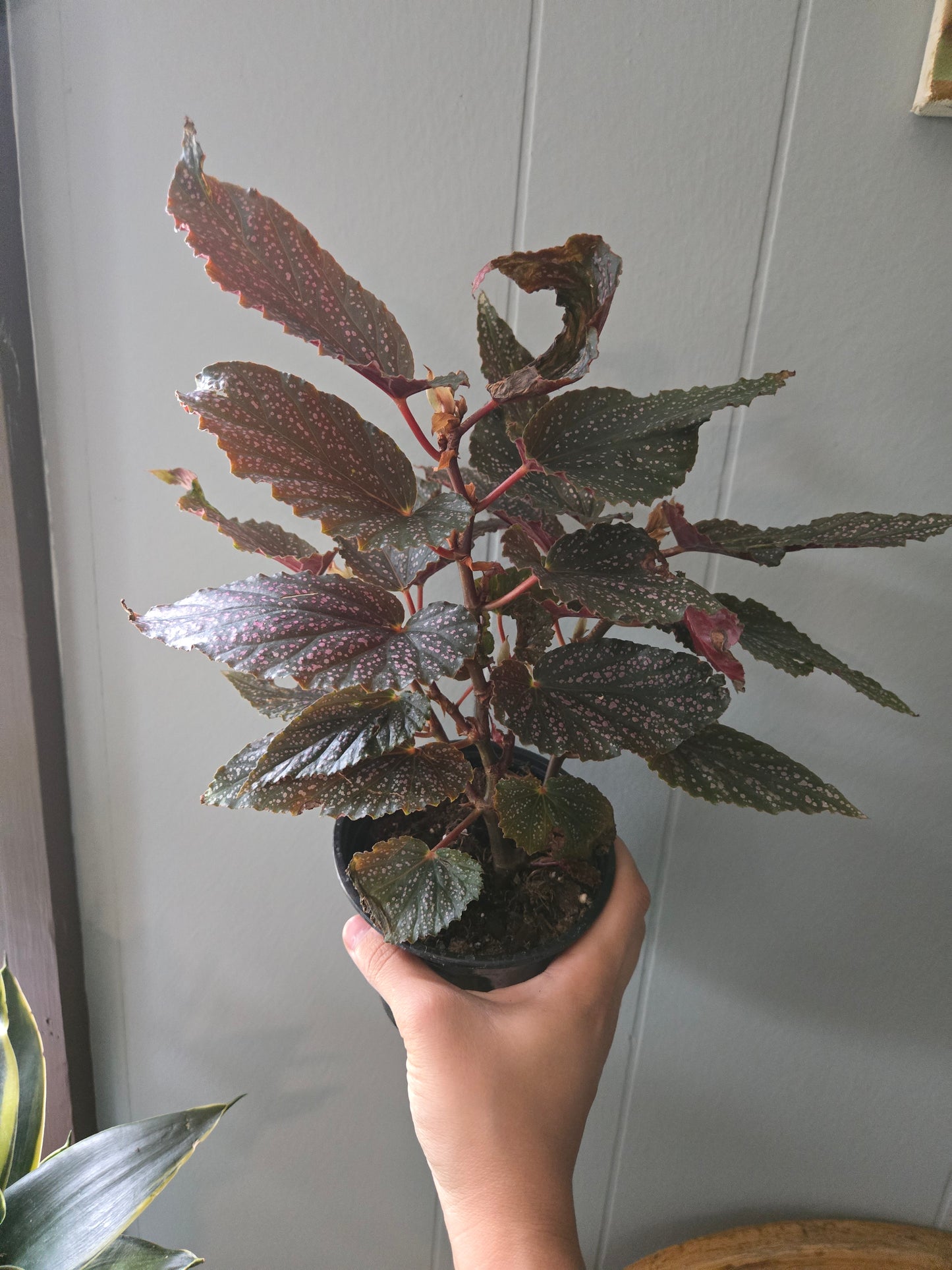 Rex Begonia 'Spitfire'