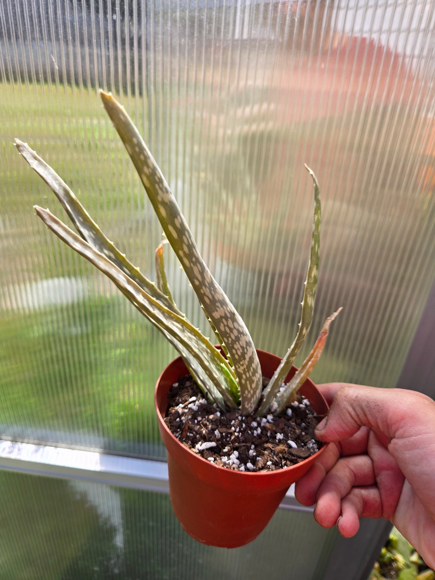 Aloe vera