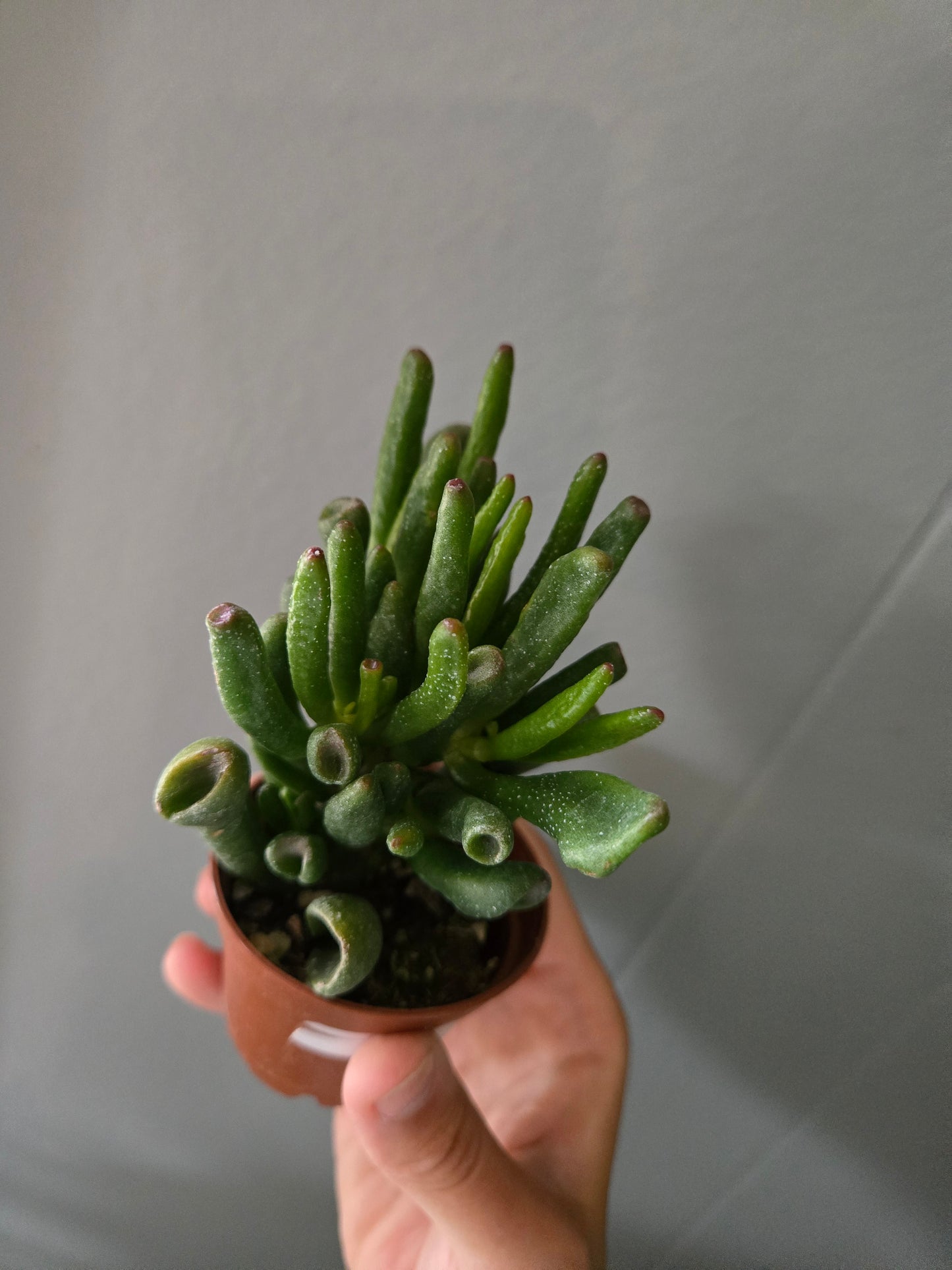 Crassula Ovata Hobbit