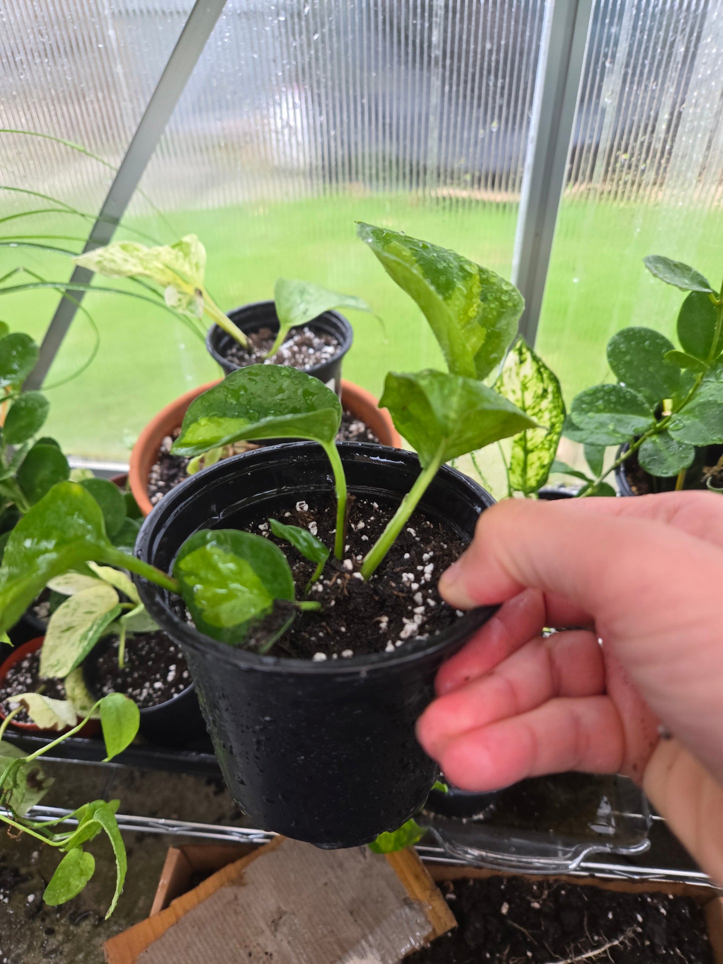 Global Green Pothos