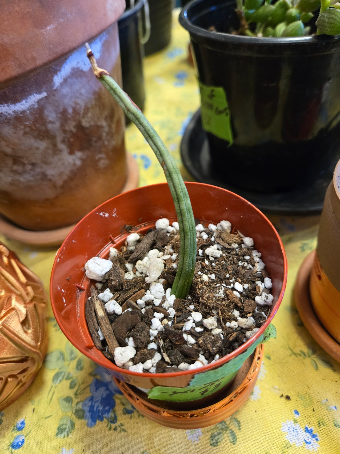 Sansevieria Starfish