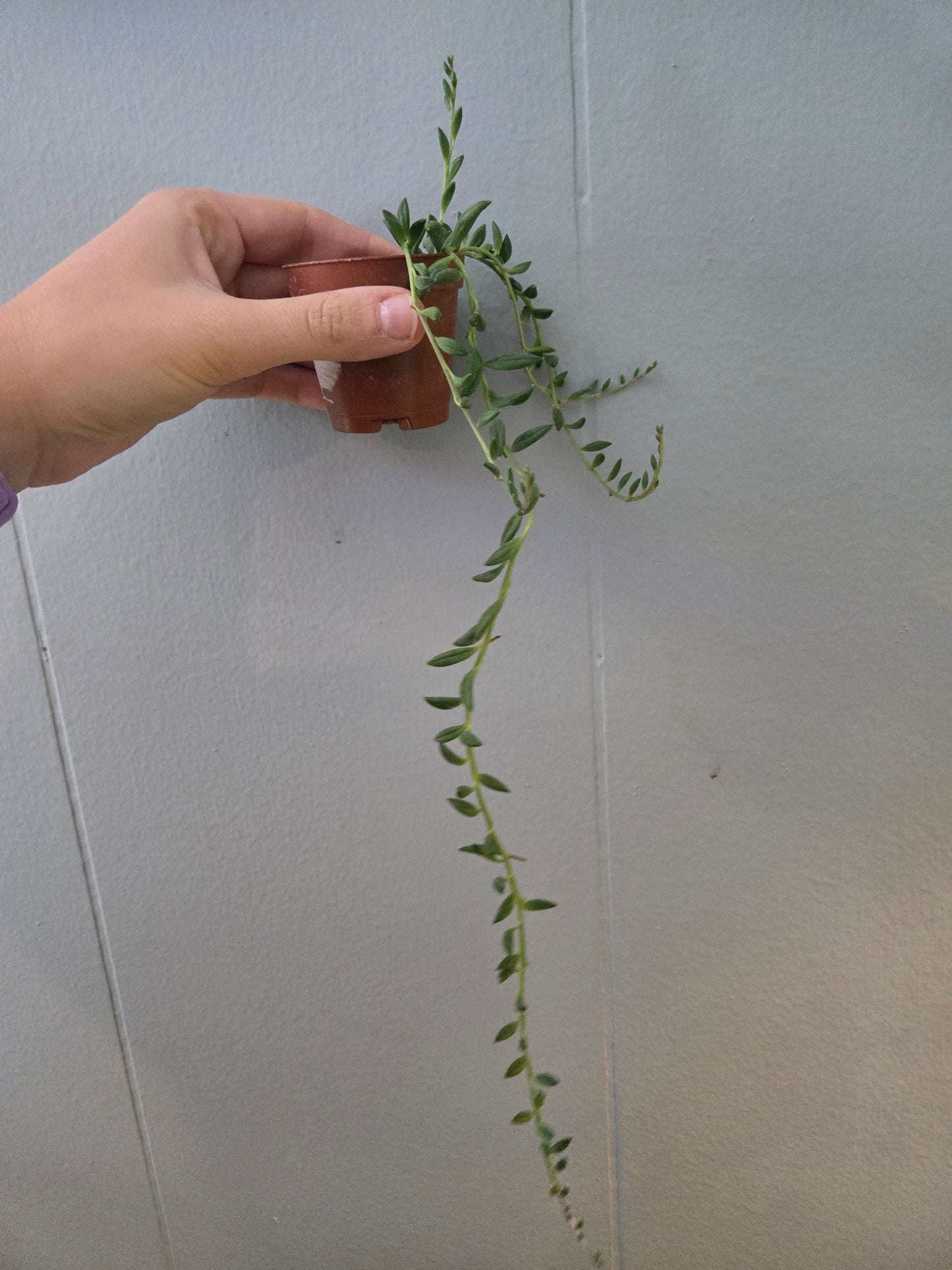 String of Bananas