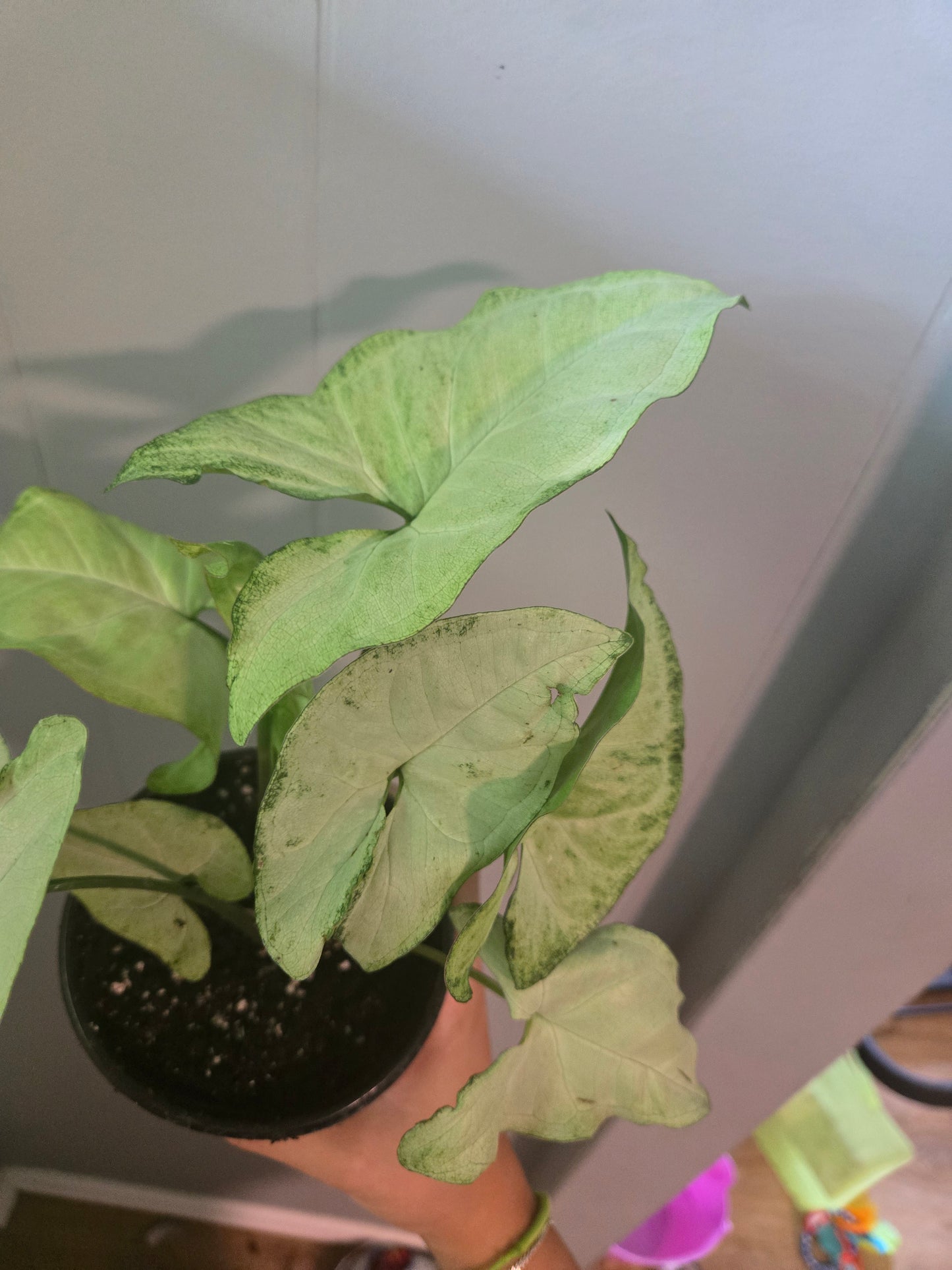 Syngonium White Butterfly
