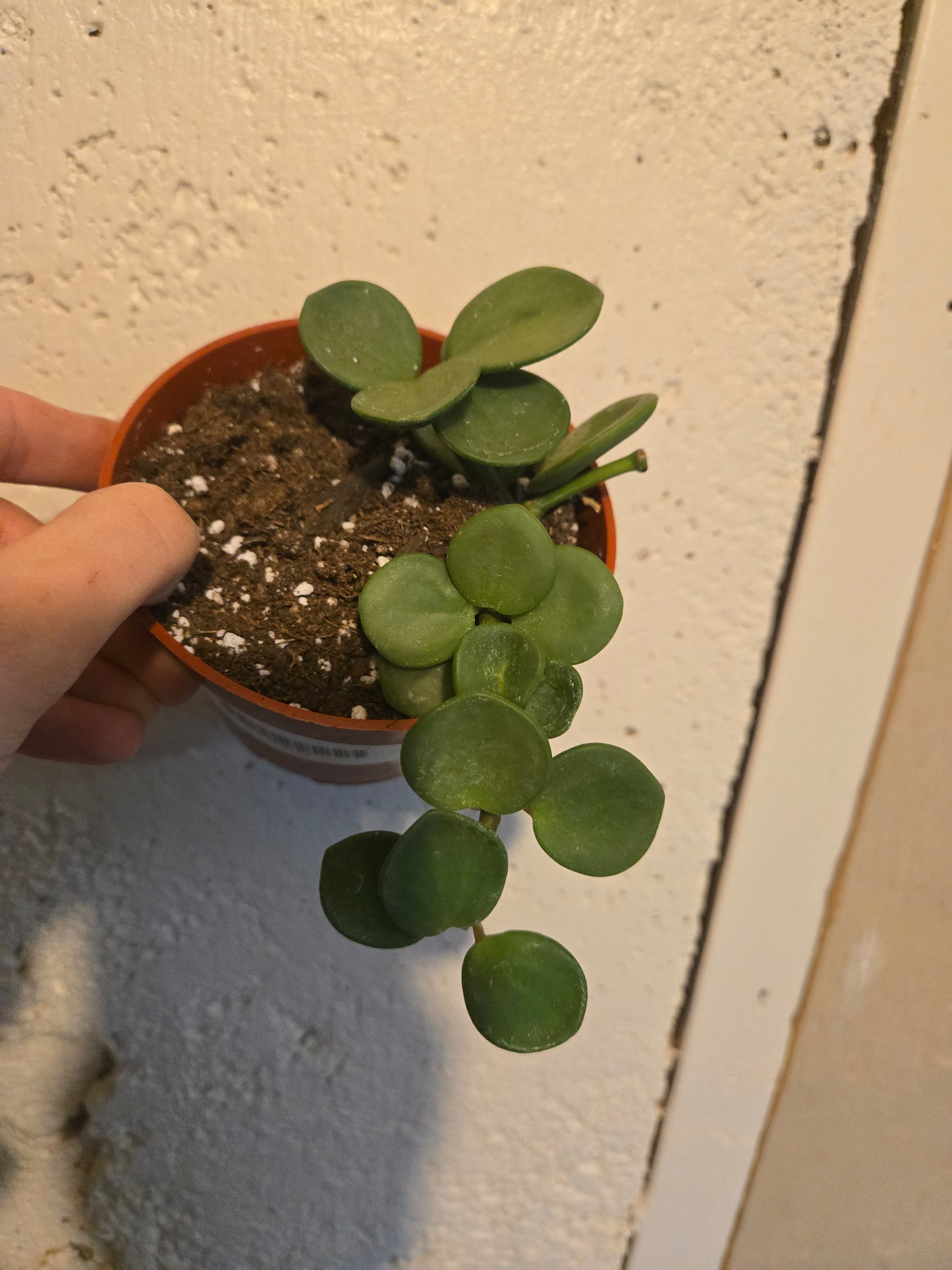 Peperomia Hope