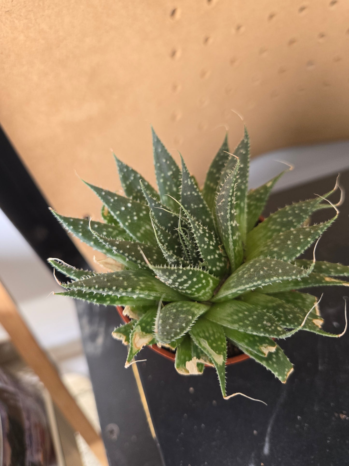Aloe Aristata