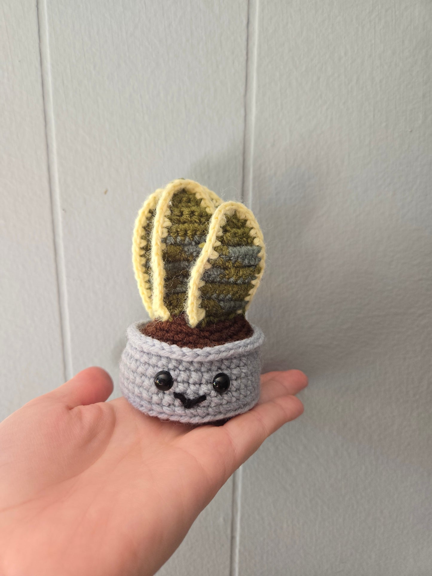 Snake plant